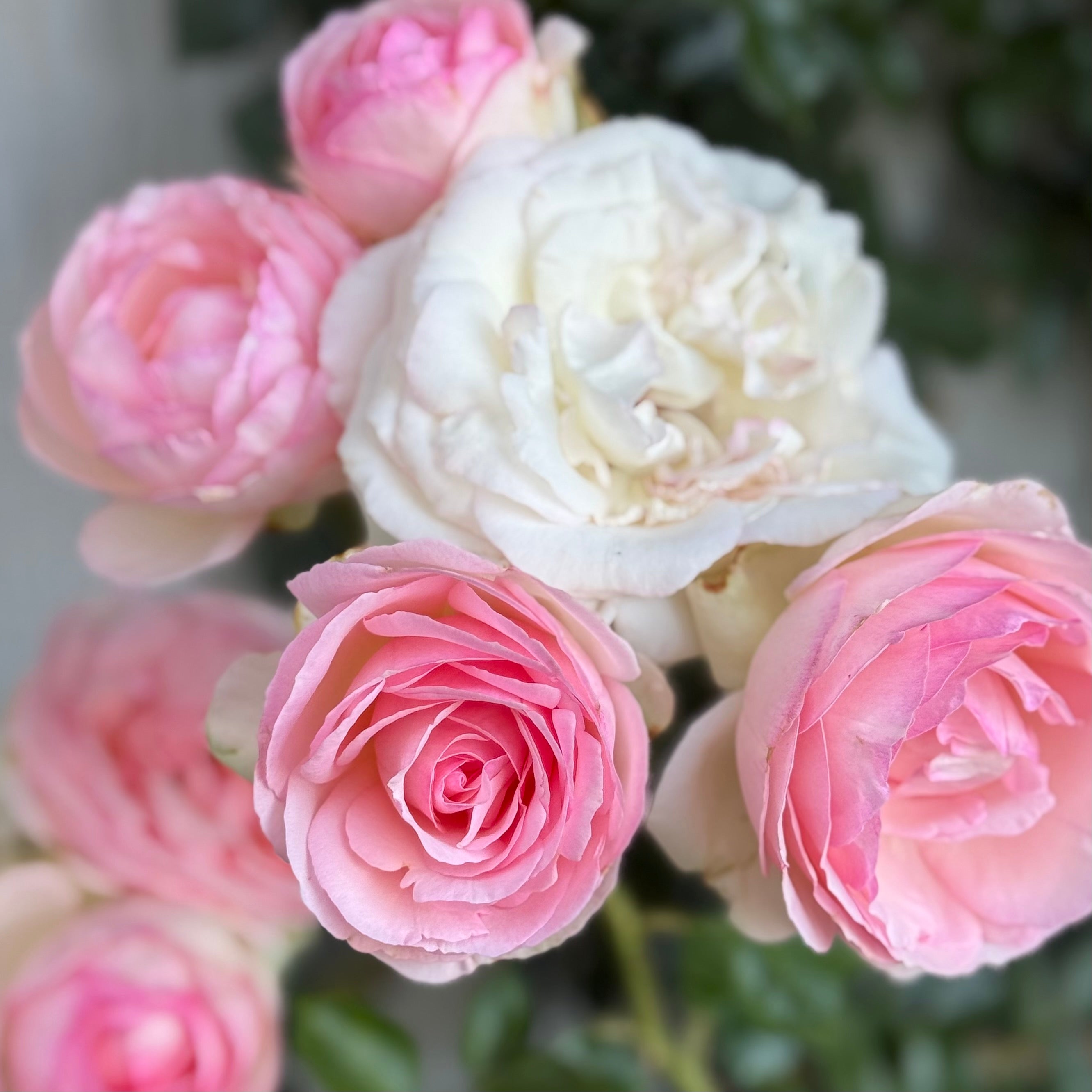 Eden Climber® Potted Climbing Rose