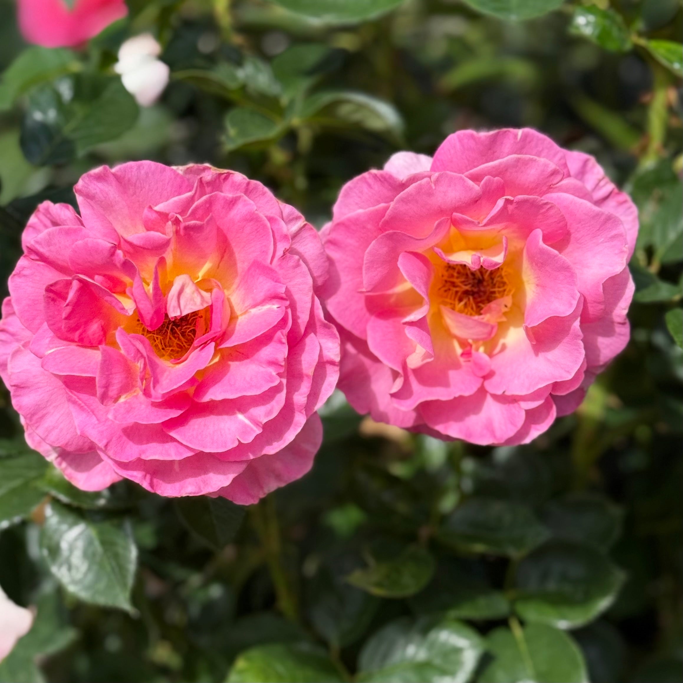 Julie Andrews Potted Rose Bush