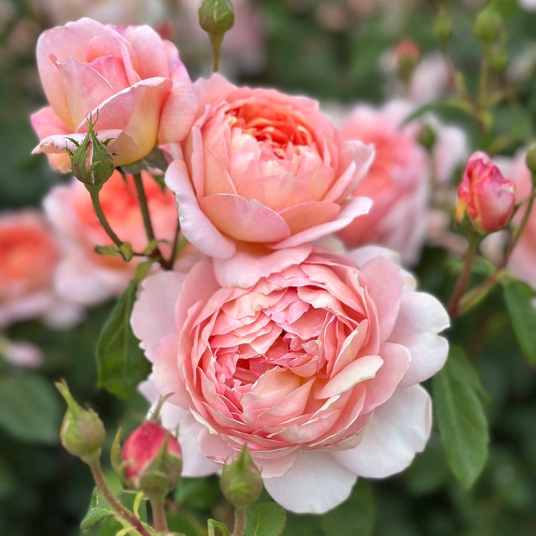 Carding Mill Tree Rose | Apricot David Austin Tree Rose | Grace