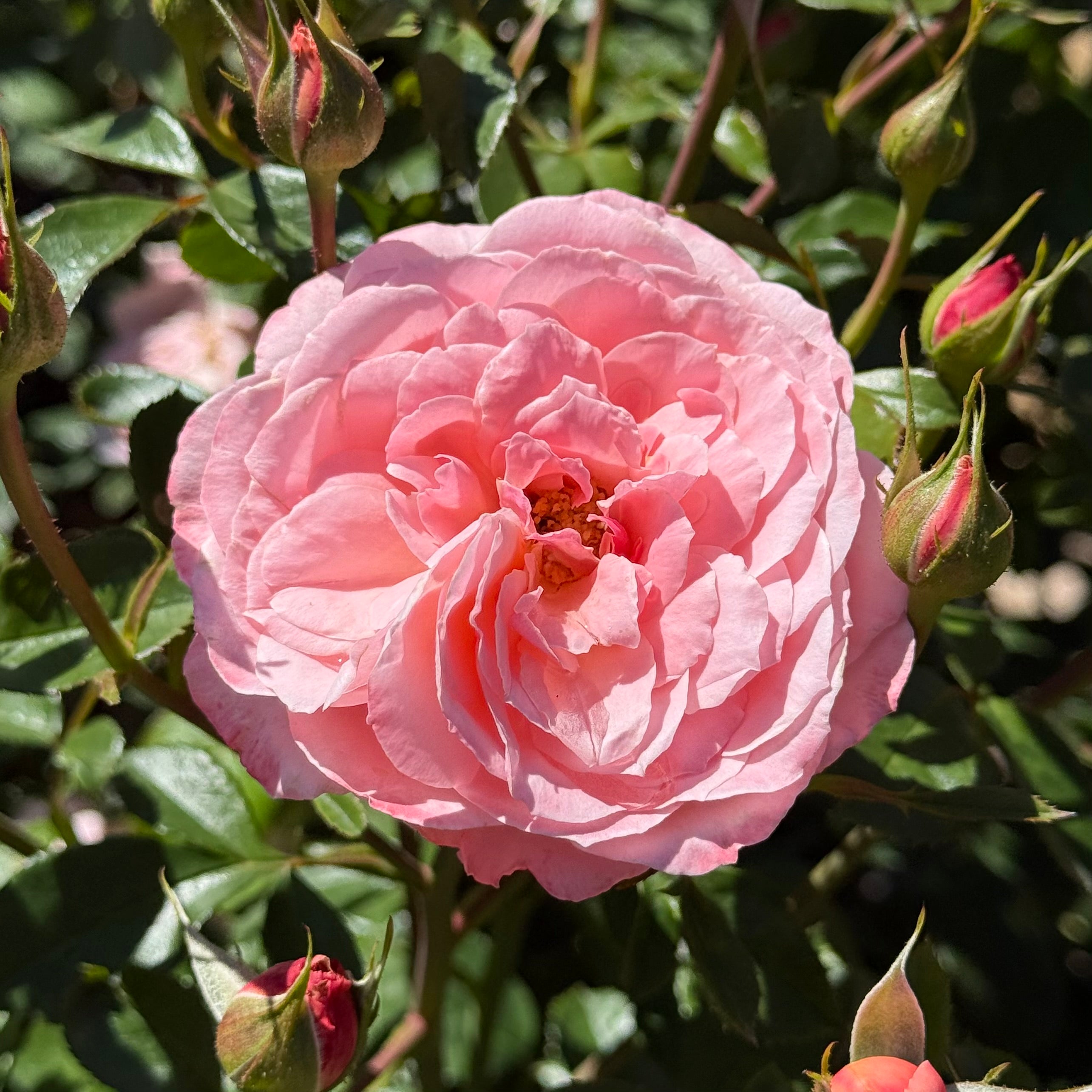 Sexy Rexy®  Potted Rose Bush