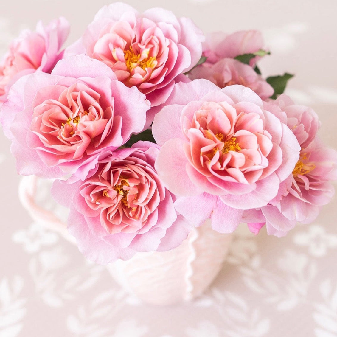 Distant Drums Bare Root Rose Bush - Grace Rose Farm