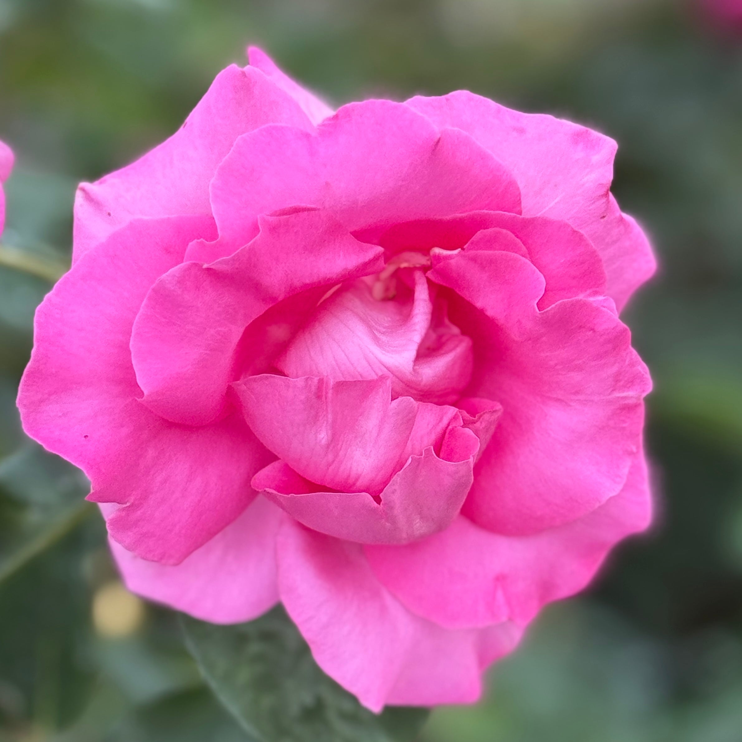 The McCartney Rose® Potted Rose Bush