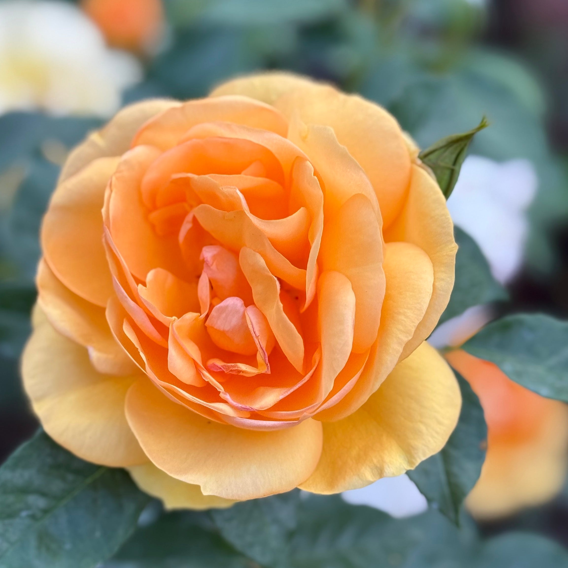 Sunbelt® South Africa® Potted Rose Bush