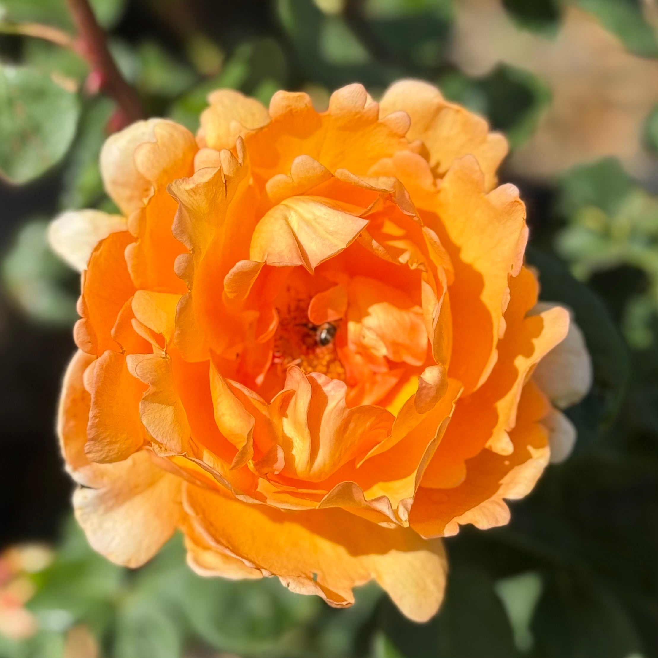 Bronze Star™ Potted Rose Bush