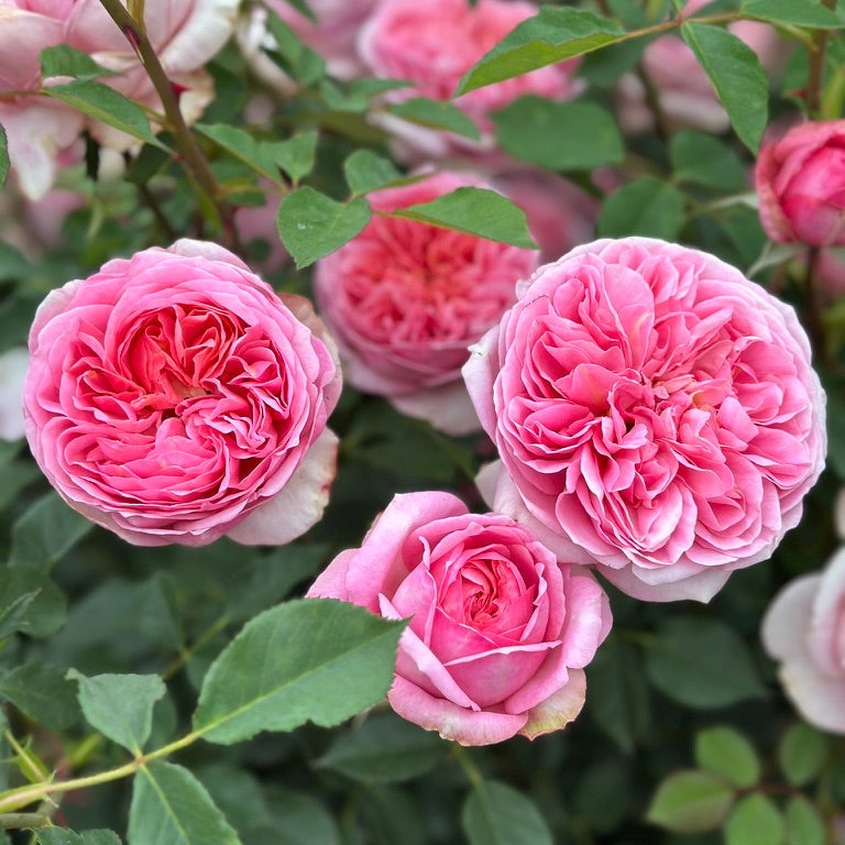 David Austin Roses Boscobel Rose Bush - Thumbnail 2