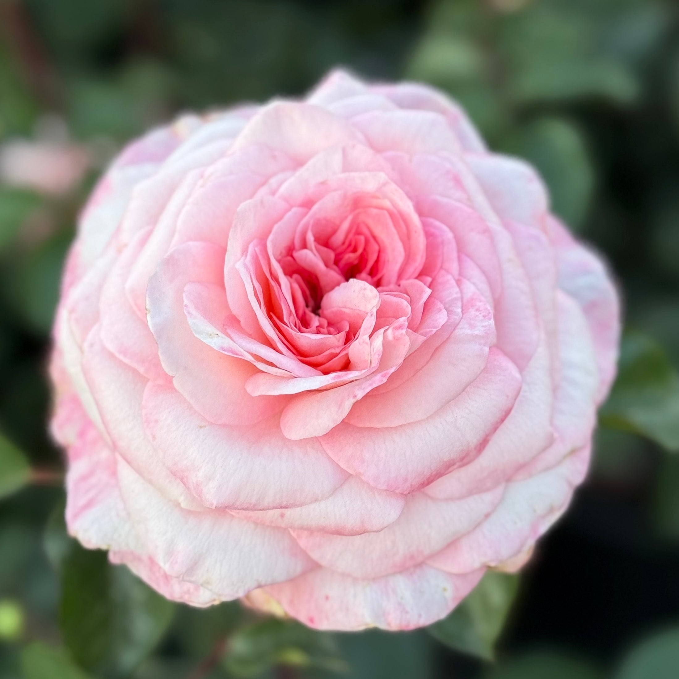 Savannah Potted Rose Bush | Apricot Rose Plant | Grace Rose Farm