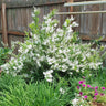 Deutzia