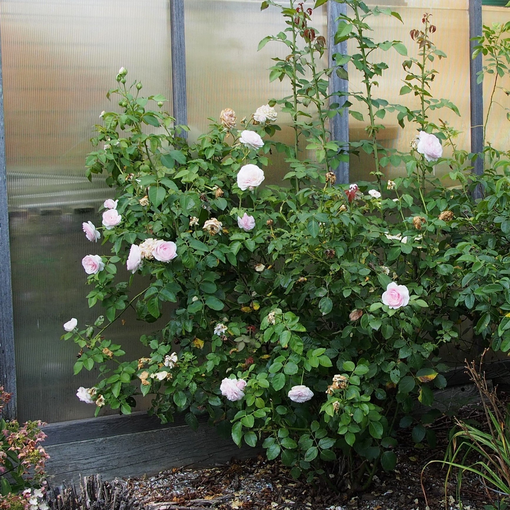 David Austin® Olivia Rose Austin™ Potted Rose Bush