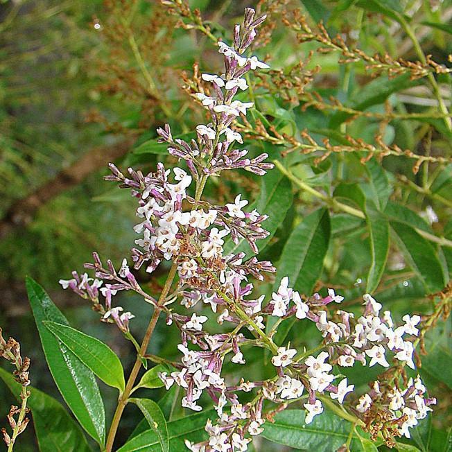 Lemon Verbena Potted Lemon Verbena Plant