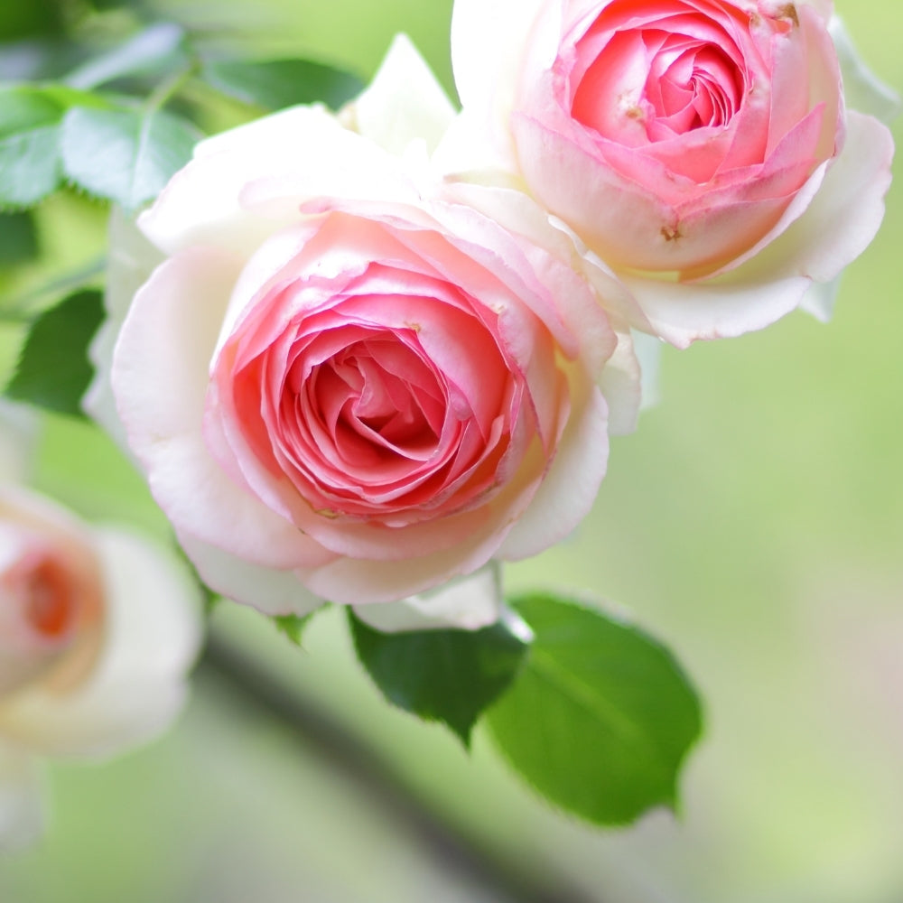 Eden Climber®   Bare Root Climbing Rose