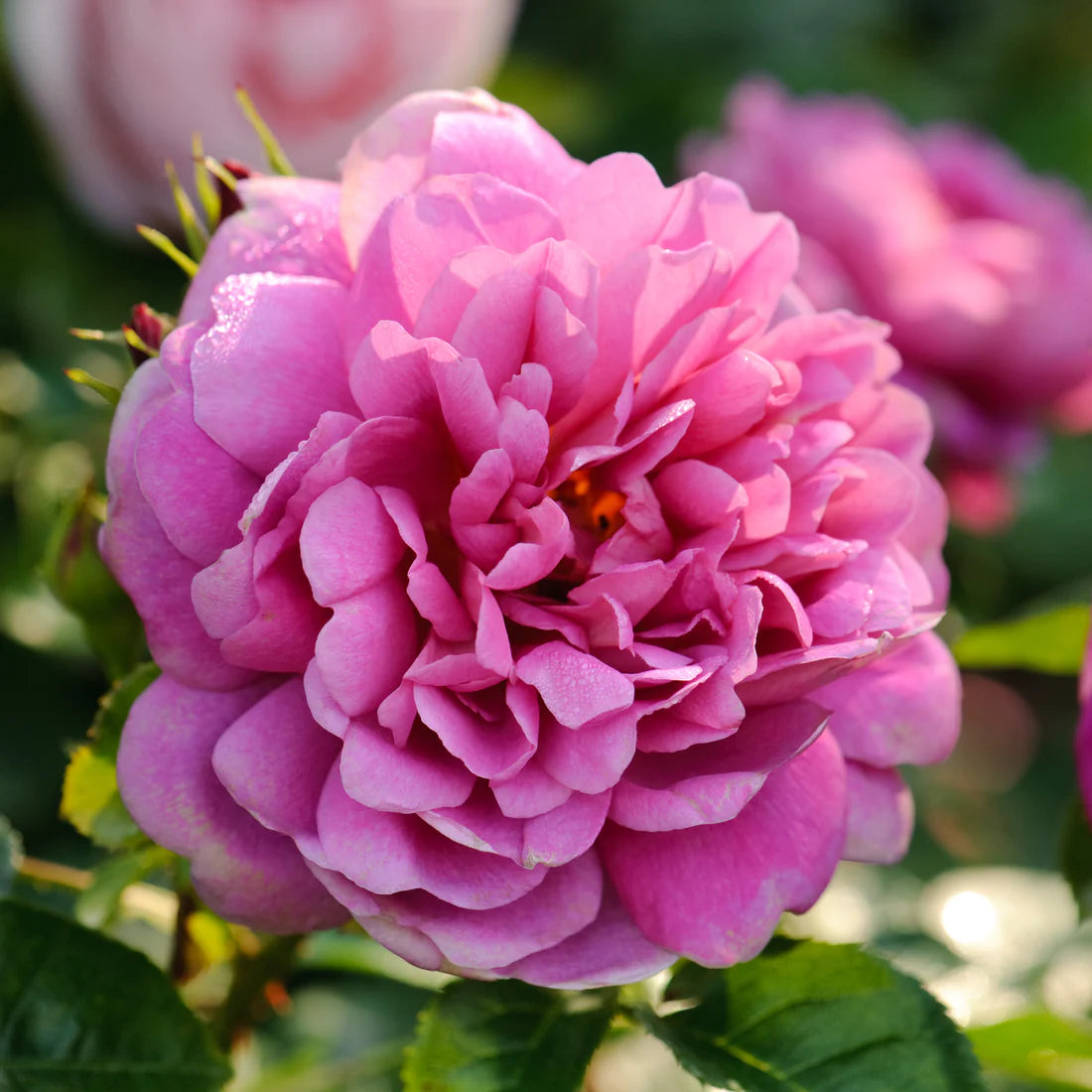 David Austin® Princess Anne® Potted Rose Bush