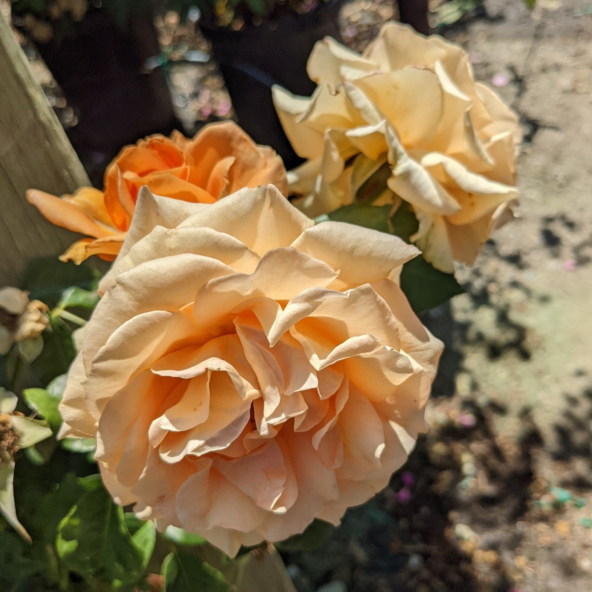 Golden Opportunity™ Potted Climbing Rose
