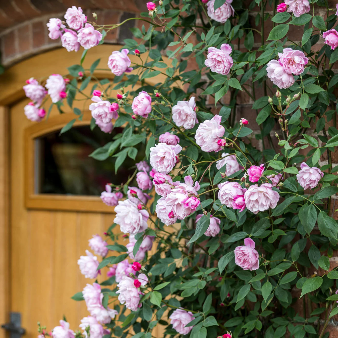David Austin Roses Mary Delany - Thumbnail 5