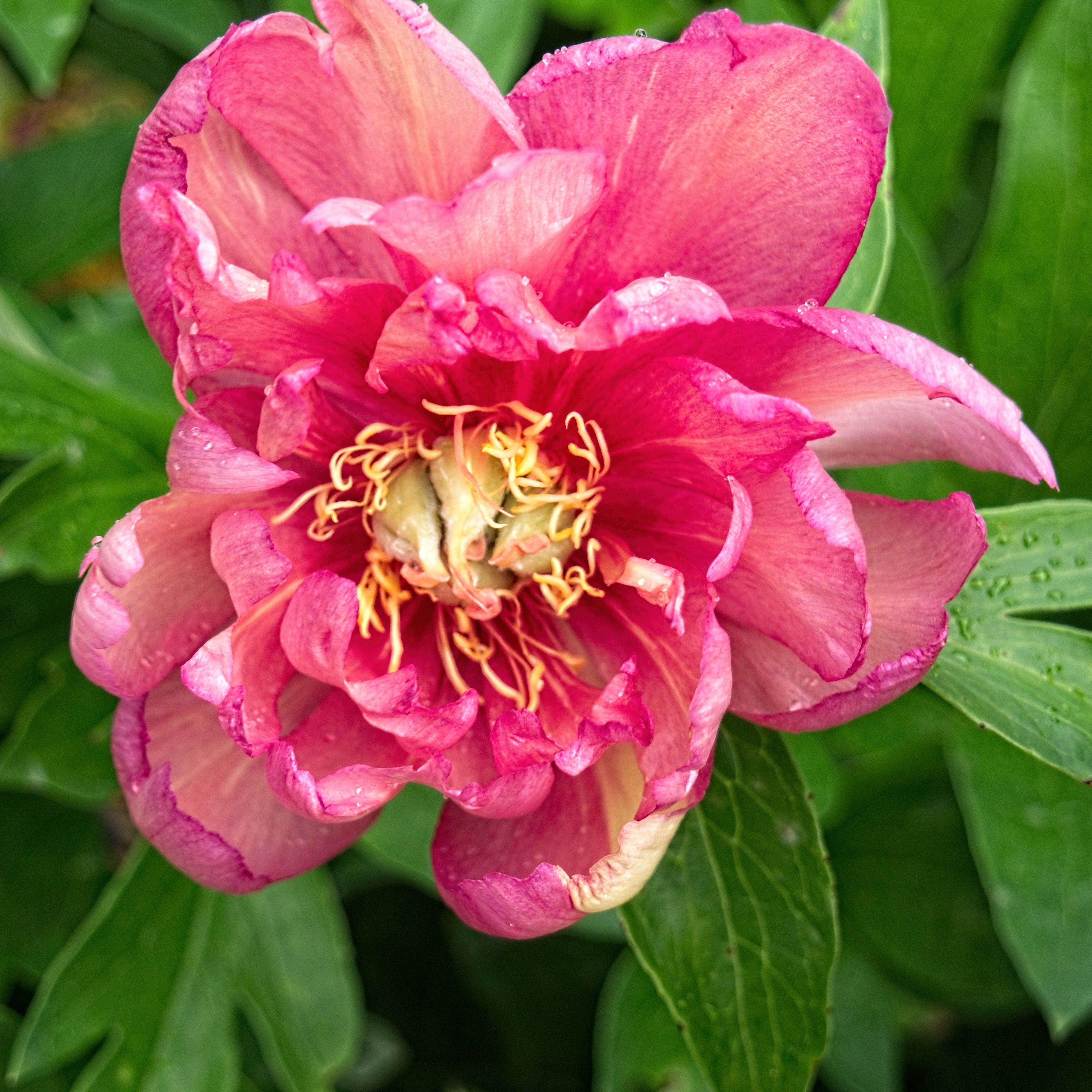 Peony 'Julia Rose'  Potted  Itoh Peony Plant