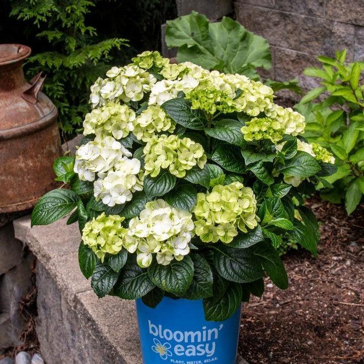 Hydrangea Bloomin' Easy® Grin and Tonic™ Potted Bigleaf Hydrangea Bush