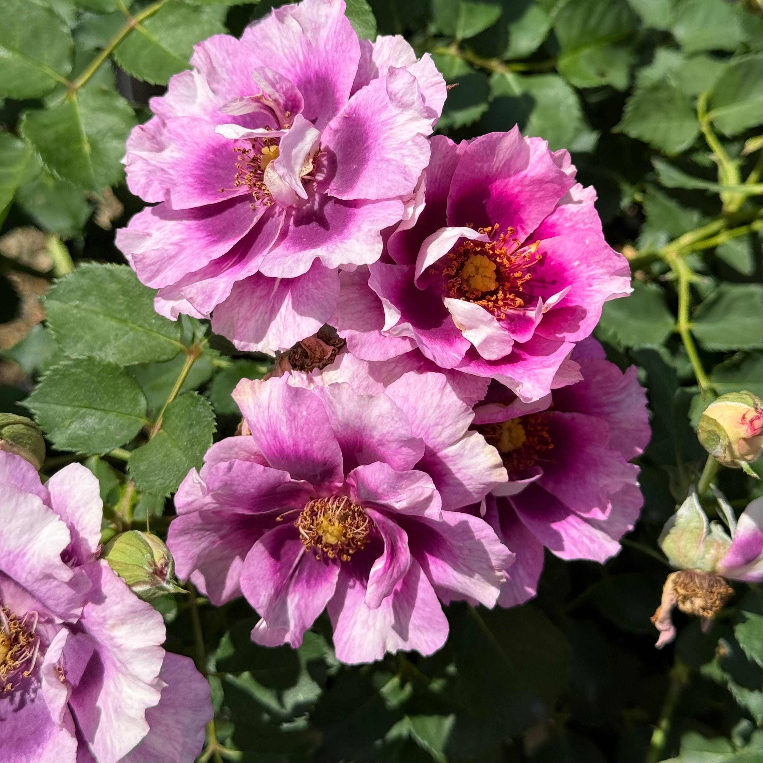 Eyeconic Plum Lemonade Rose | Colorful Bicolor Rose | Grace Rose Farm
