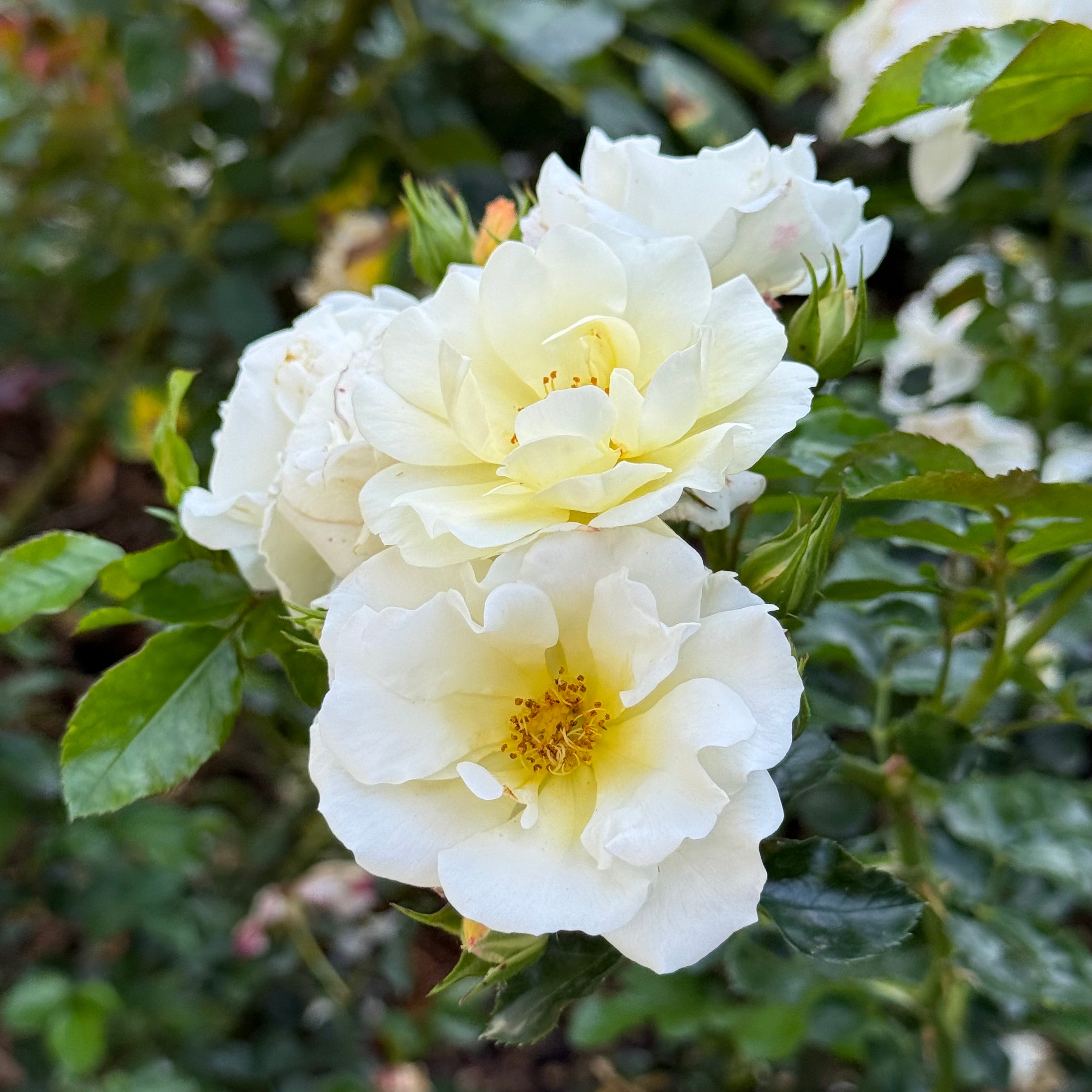 Popcorn Drift® Potted Rose Bush - Grace Rose Farm