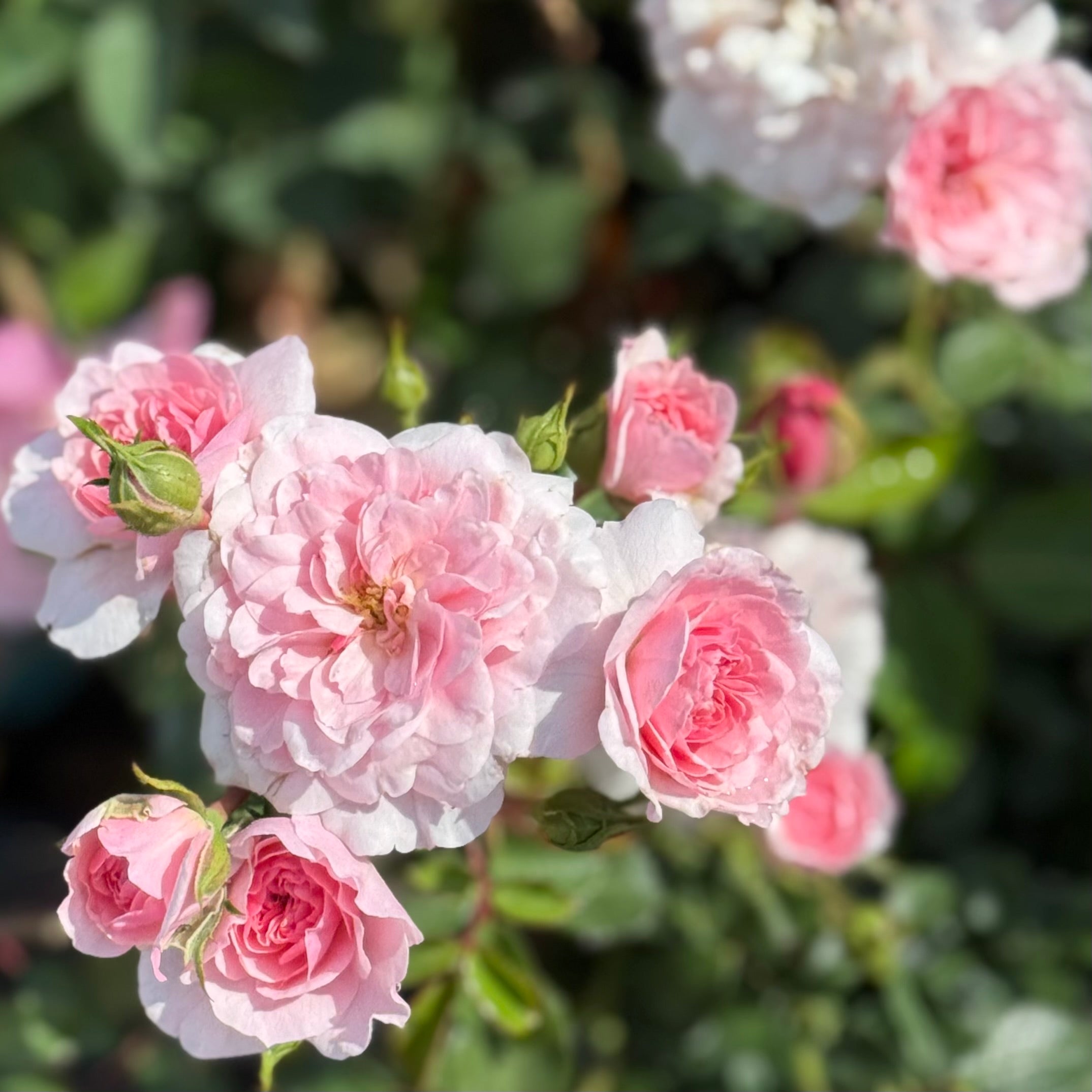 Bonica® Potted Rose Bush