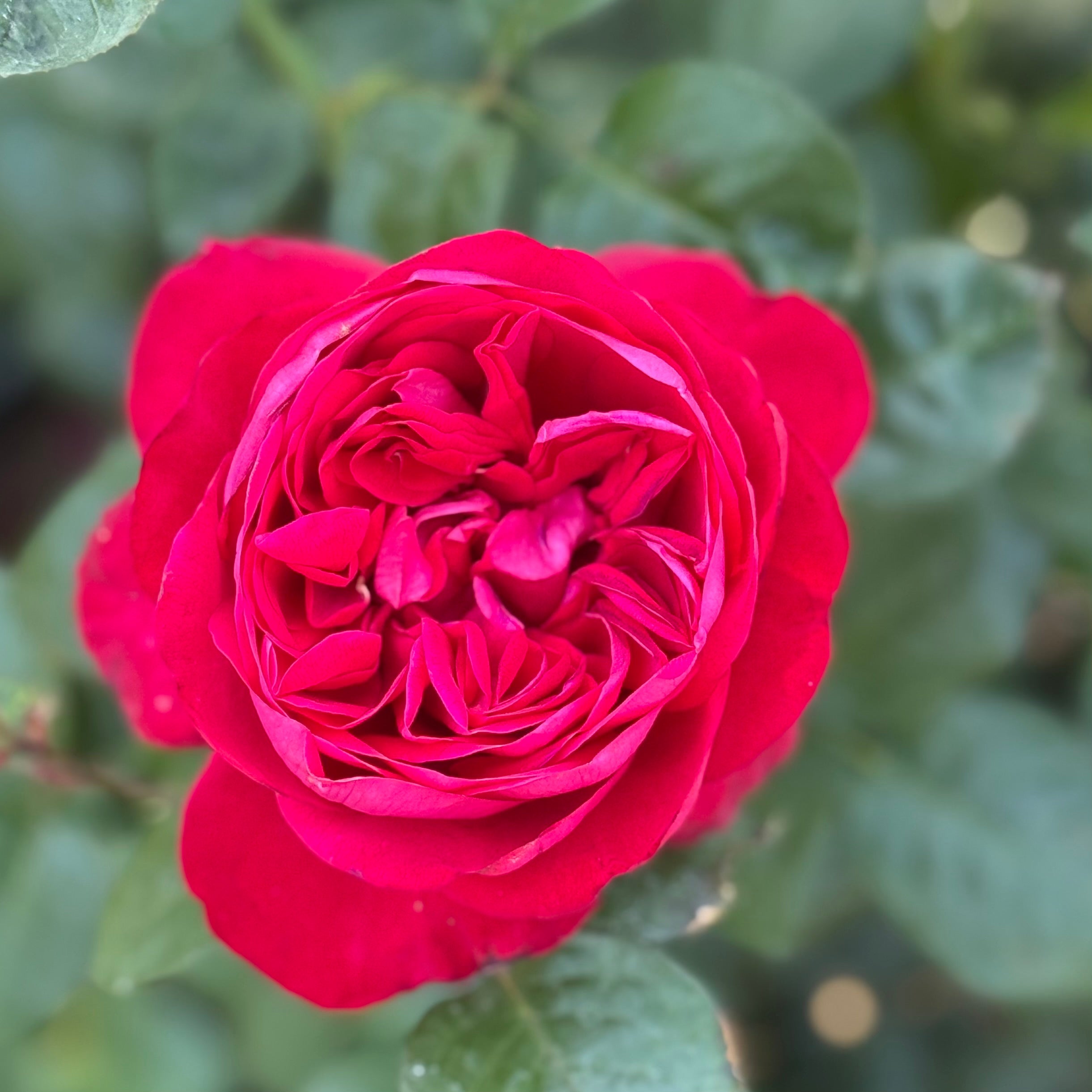 In Love Again Tree Rose | Red Tree Rose | Grace Rose Farm