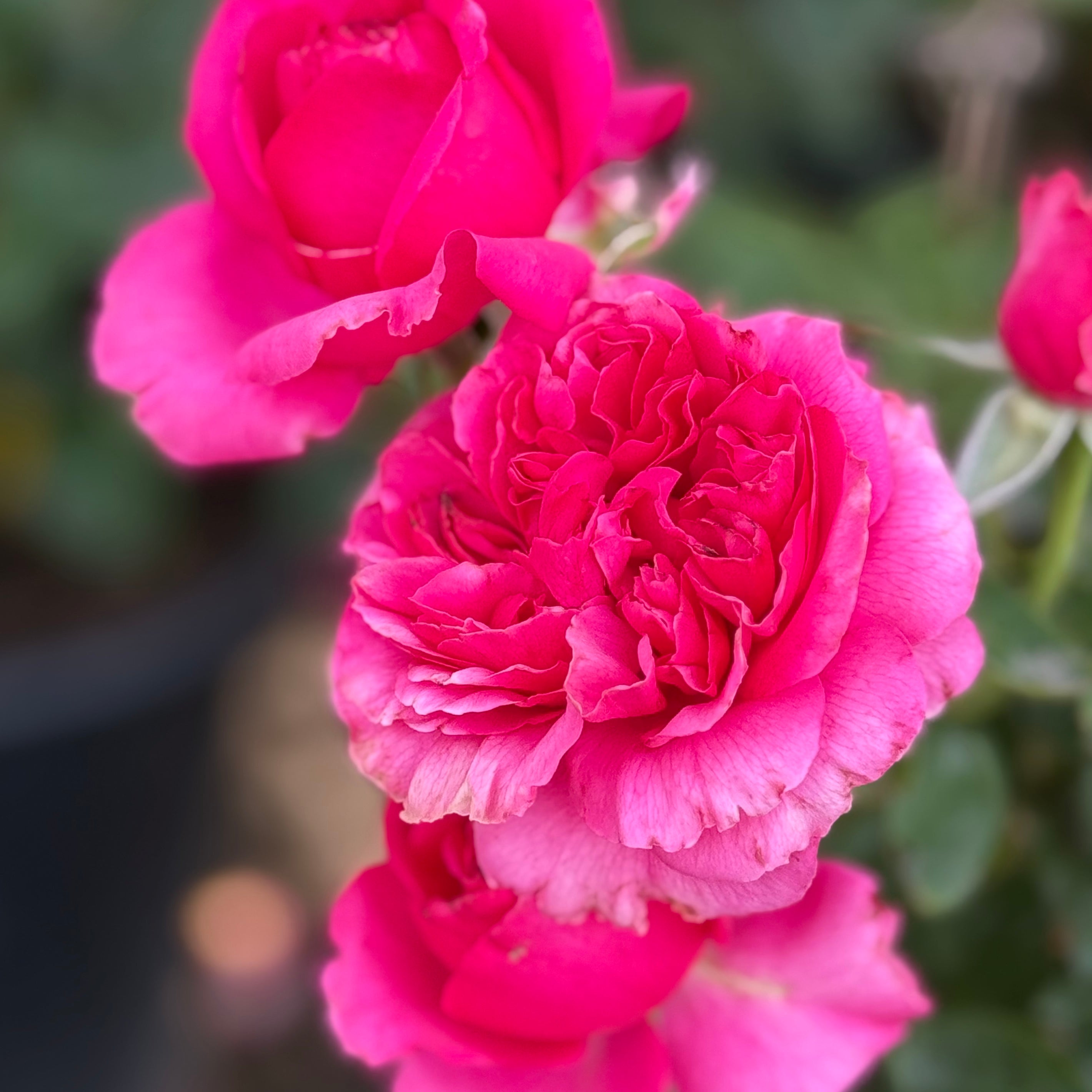 Voluptuous! Potted Rose Bush