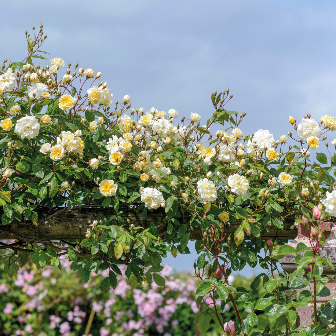 David Austin® Malvern Hills® Potted Climbing Rose