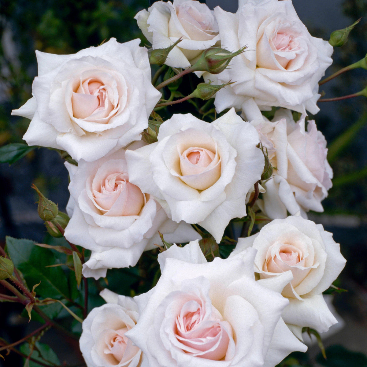 Swan Lake Rose Bush