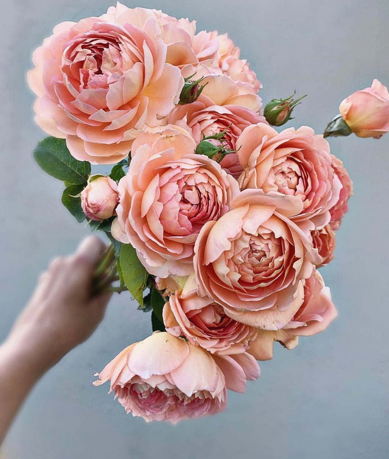 David Austin® Carding Mill® Potted Rose Bush