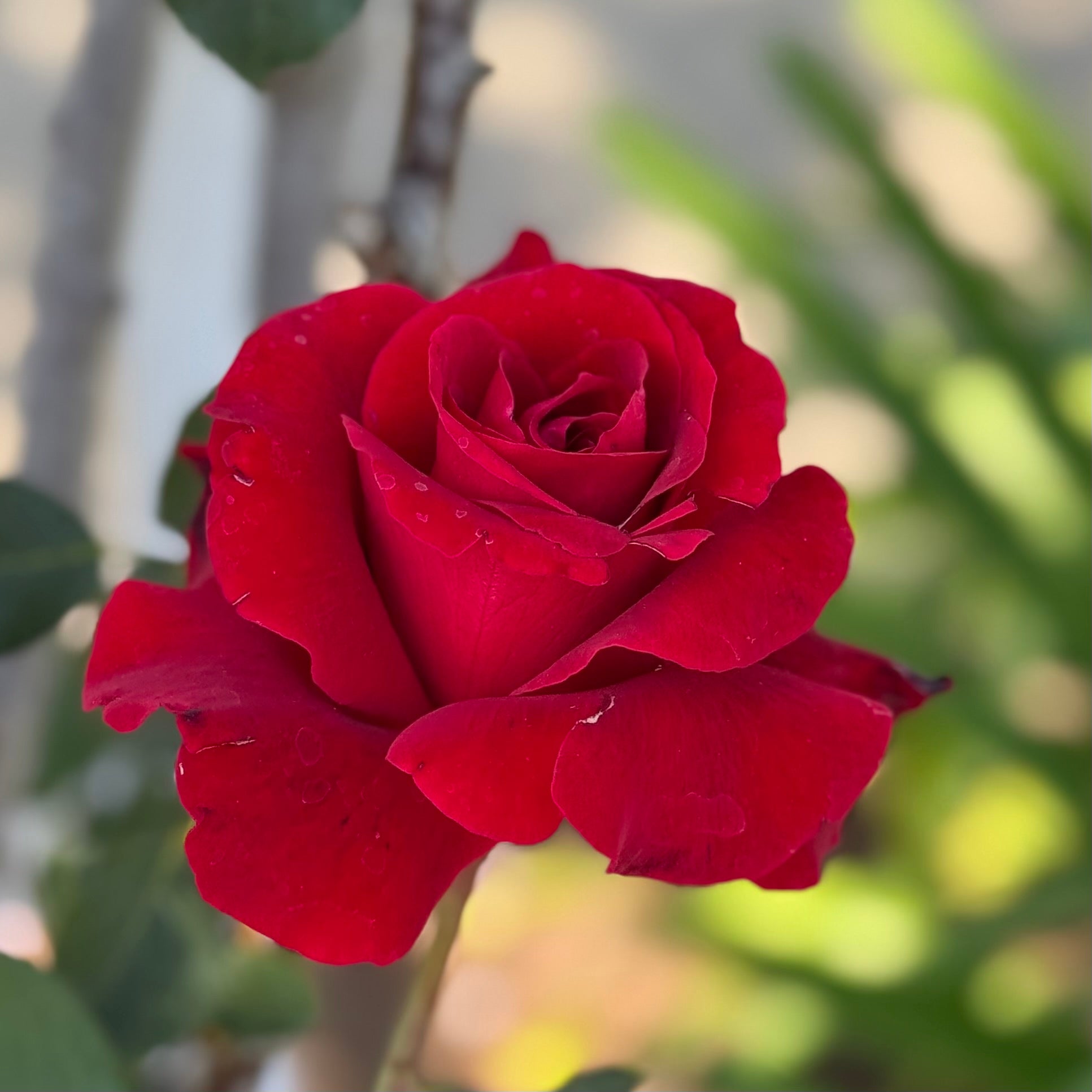 Grace Rose Farm Don Juan Climbing Rose - Thumbnail 5
