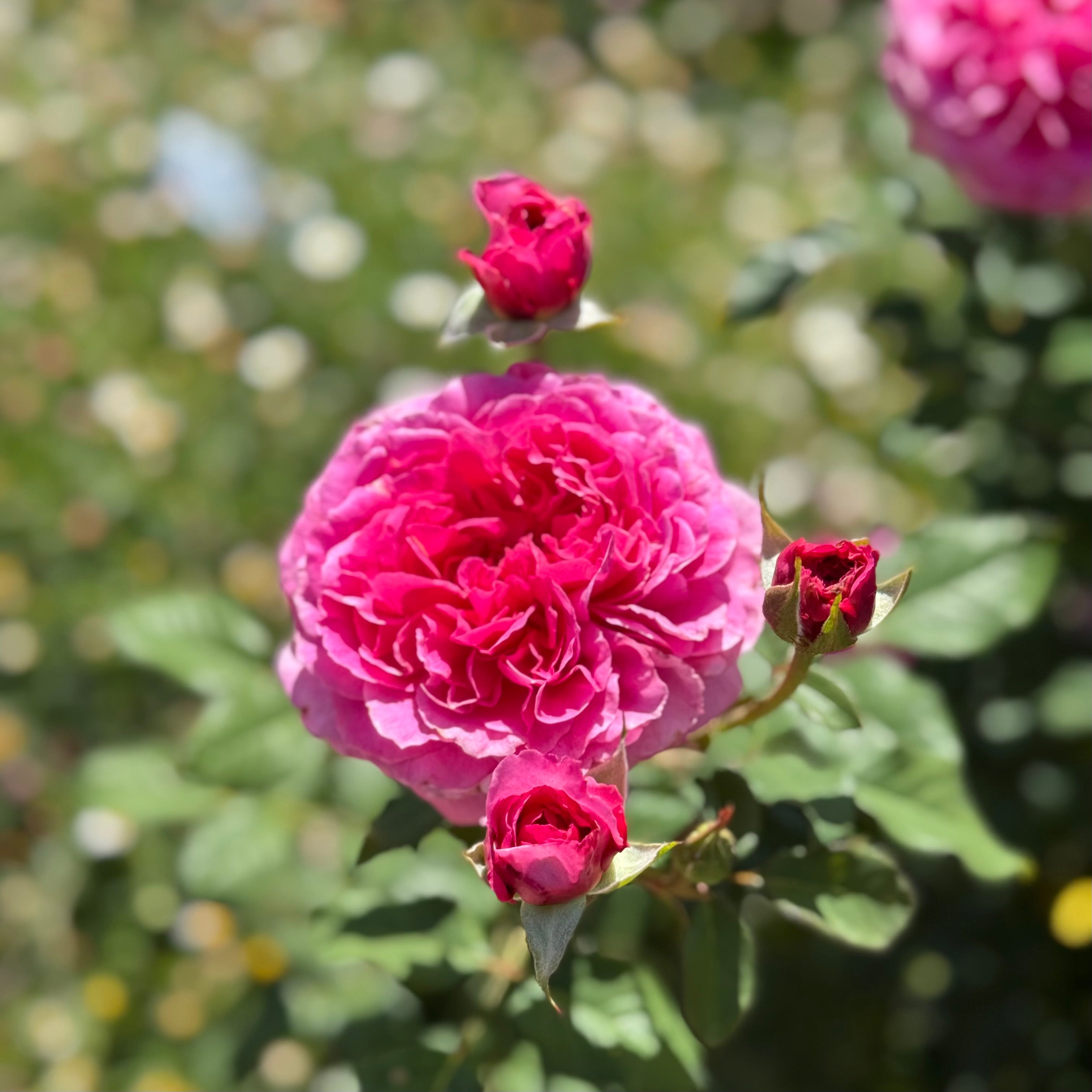David Austin® Gabriel Oak Potted Rose Bush