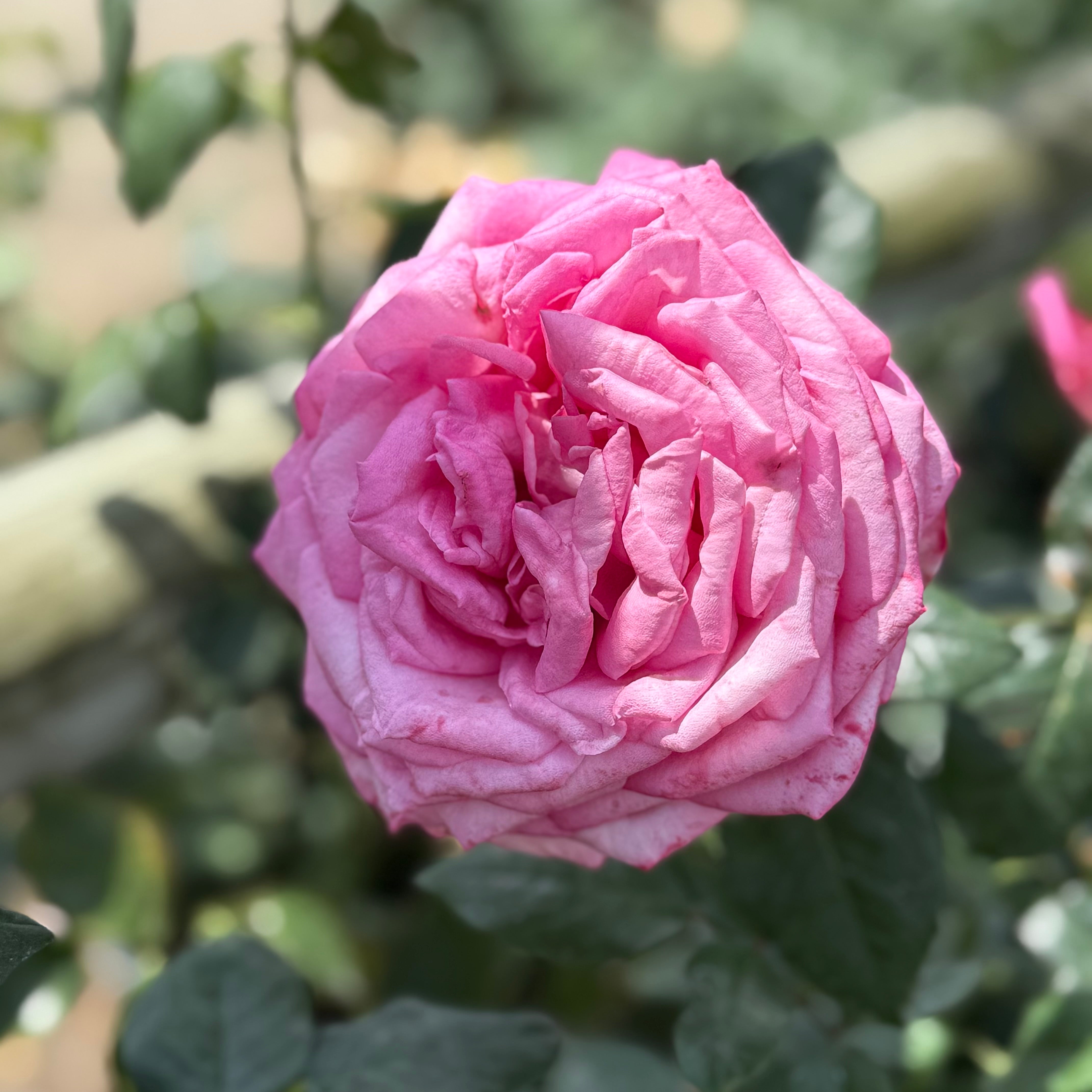 Eleganza® Wedding Bells™ Potted Rose Bush