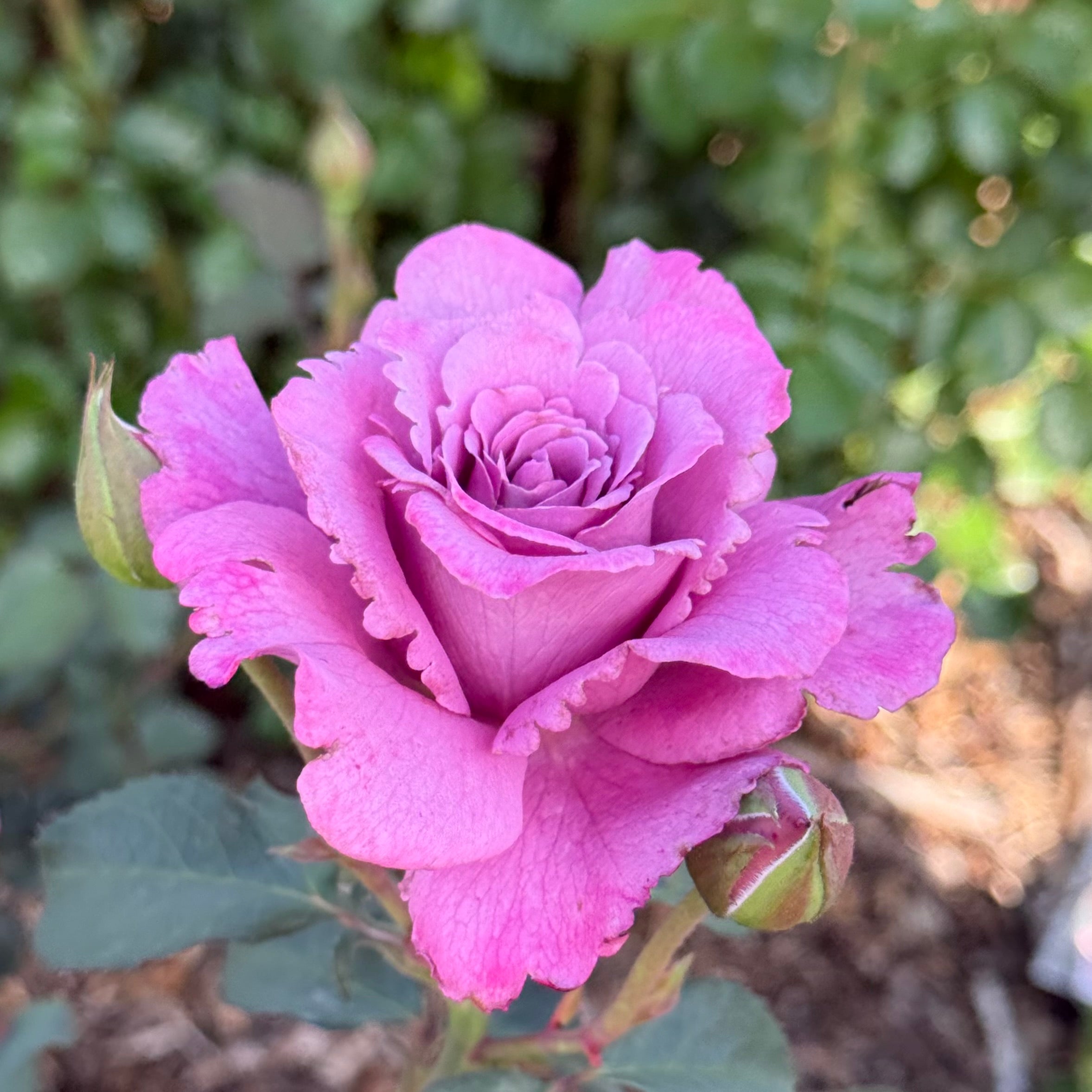 Angel Face Tree Rose | Lavender Tree Rose | Grace Rose Farm