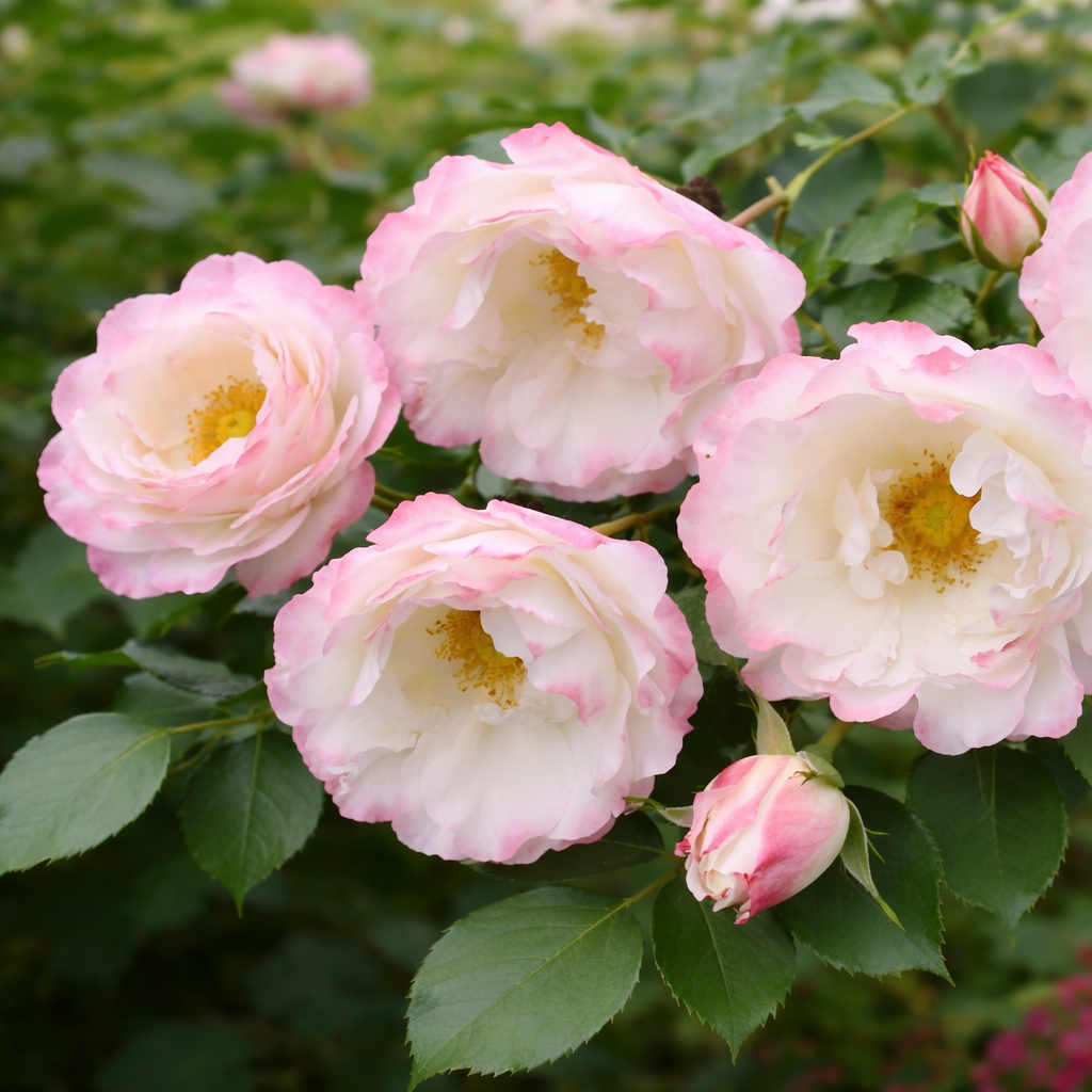 Delany Sisters Potted Rose Bush