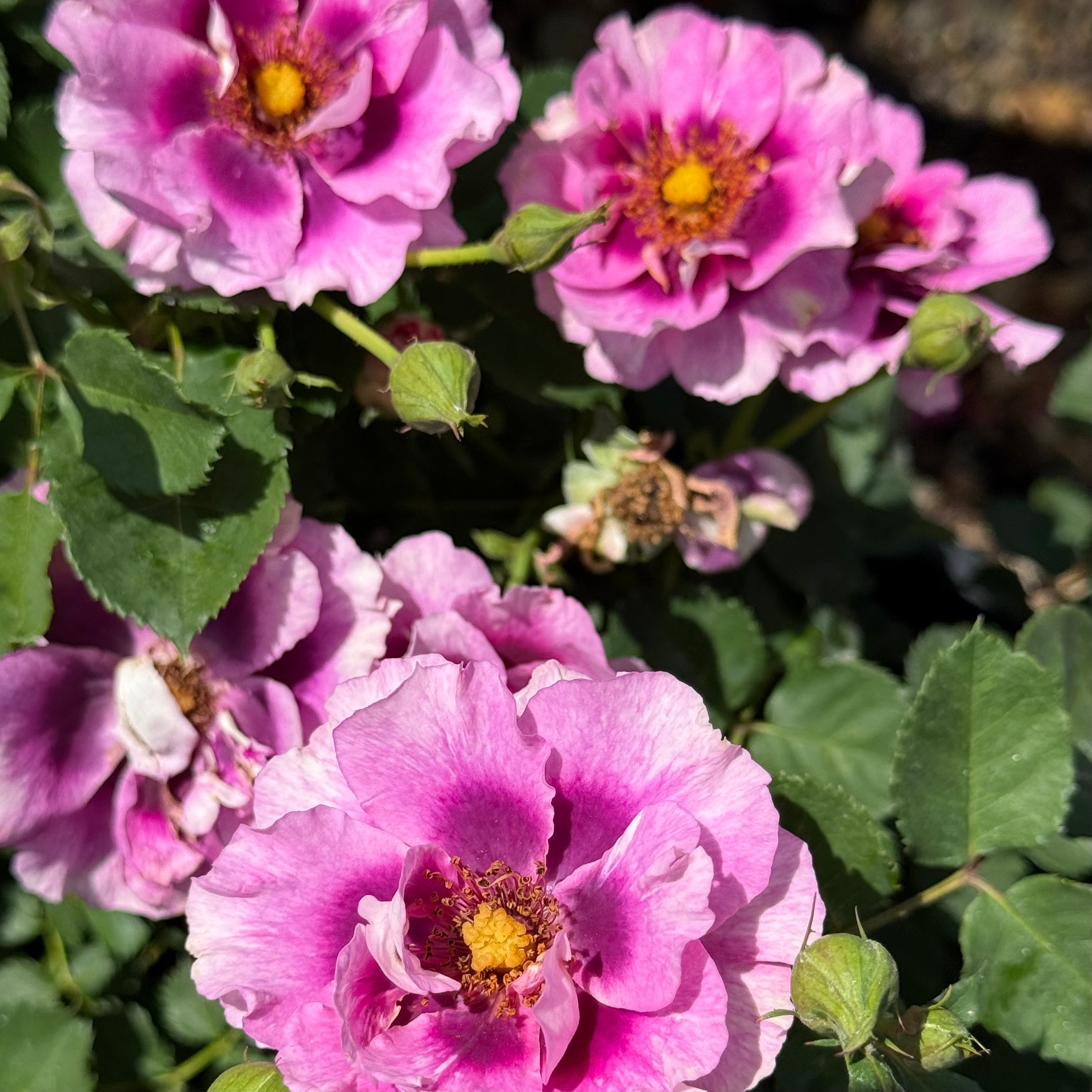 Eyeconic® Plum Lemonade Potted Rose Bush