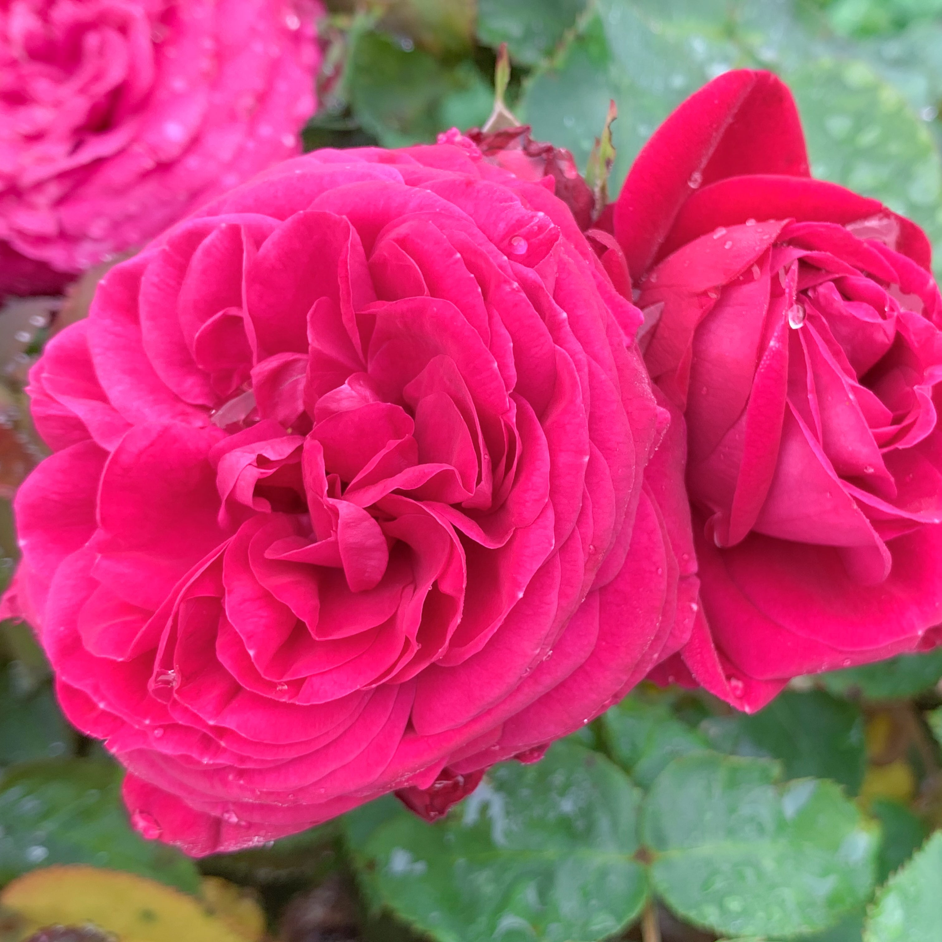 Delphine-Grace™ Potted Rose Bush