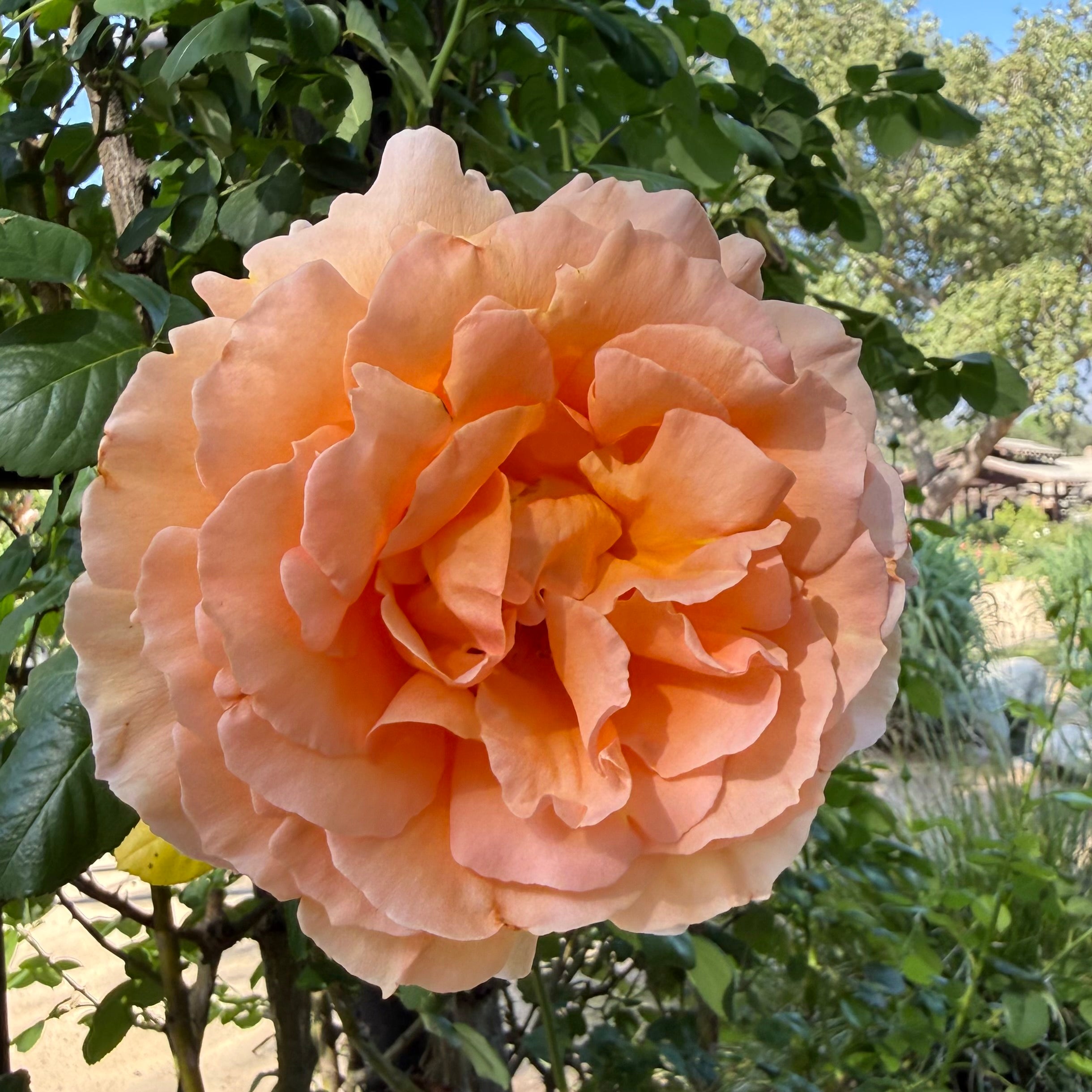 Grace Rose Farm Polka Climbing Rose Bush - Thumbnail 2