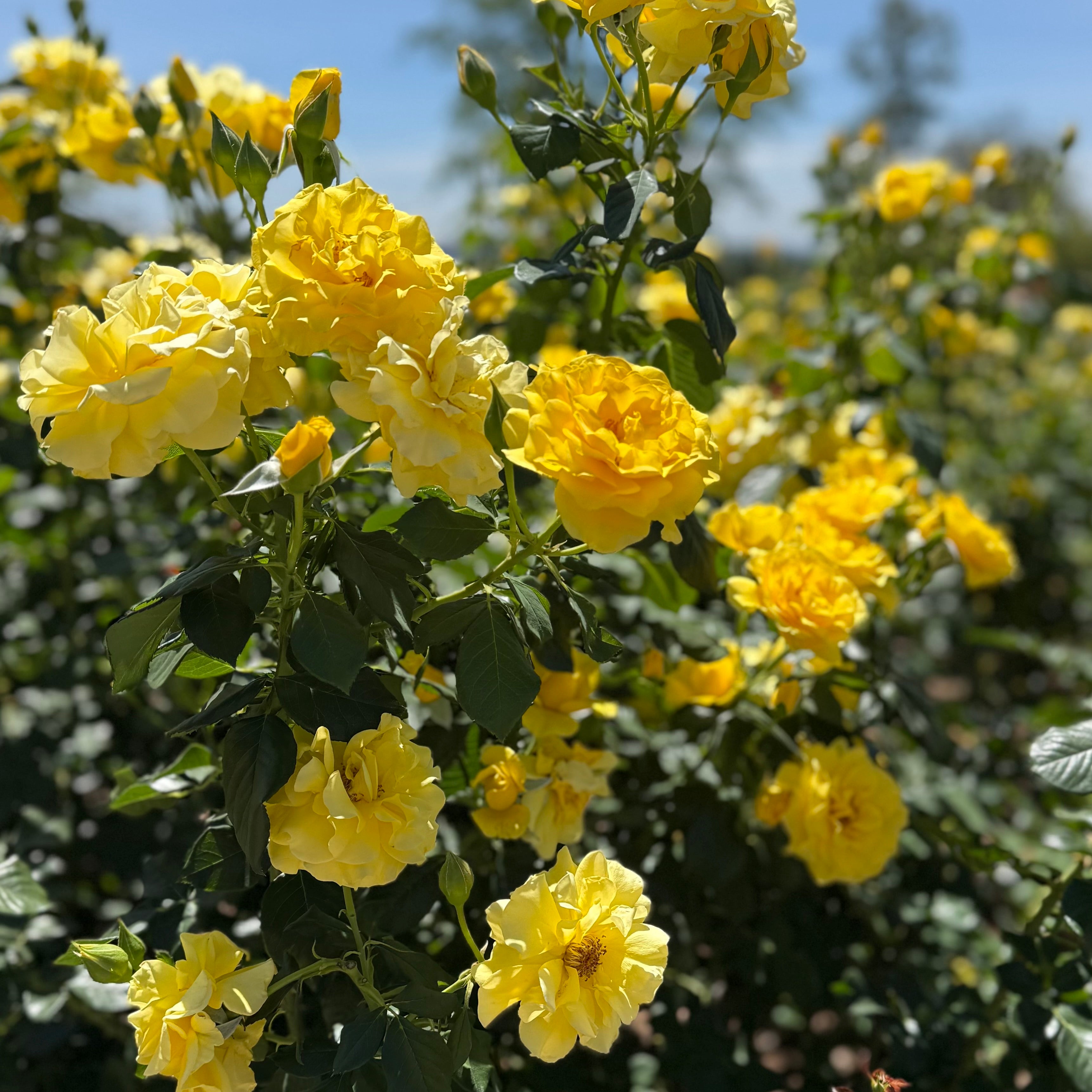 Sparkle & Shine™Potted Rose Bush