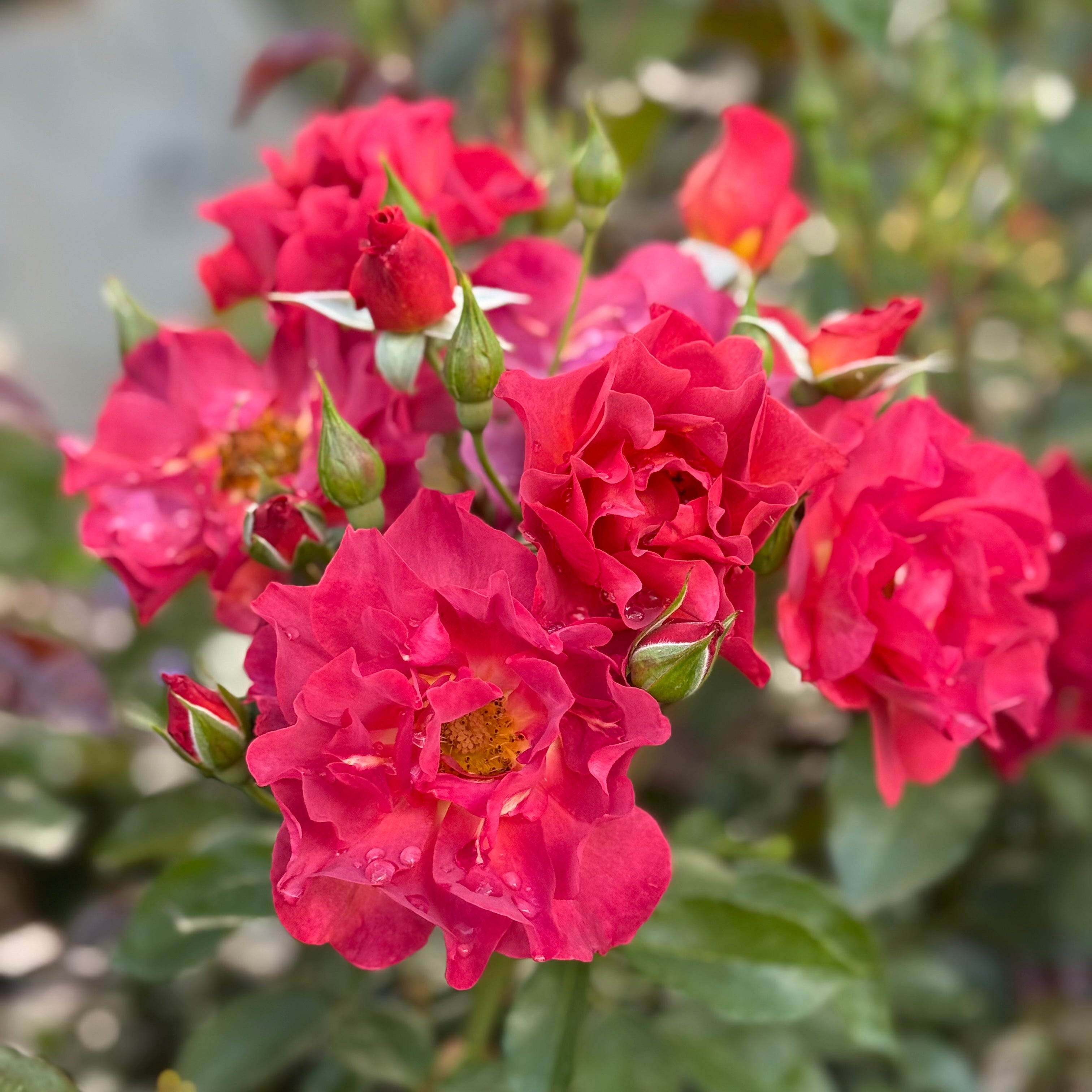 Grace Rose Farm Cinco de Mayo Rose Bush - Thumbnail 5