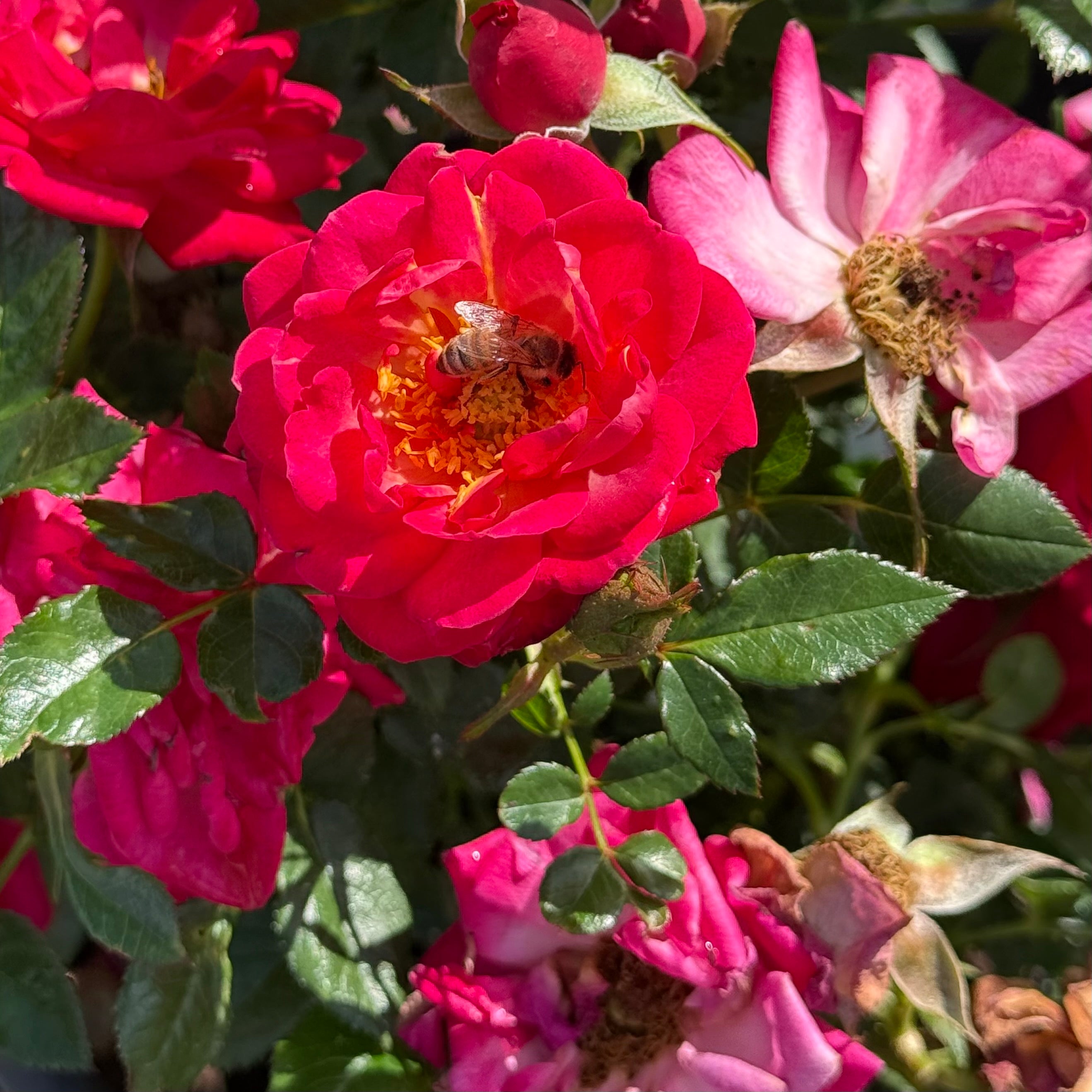 Be My Baby™ Potted Rose Bush