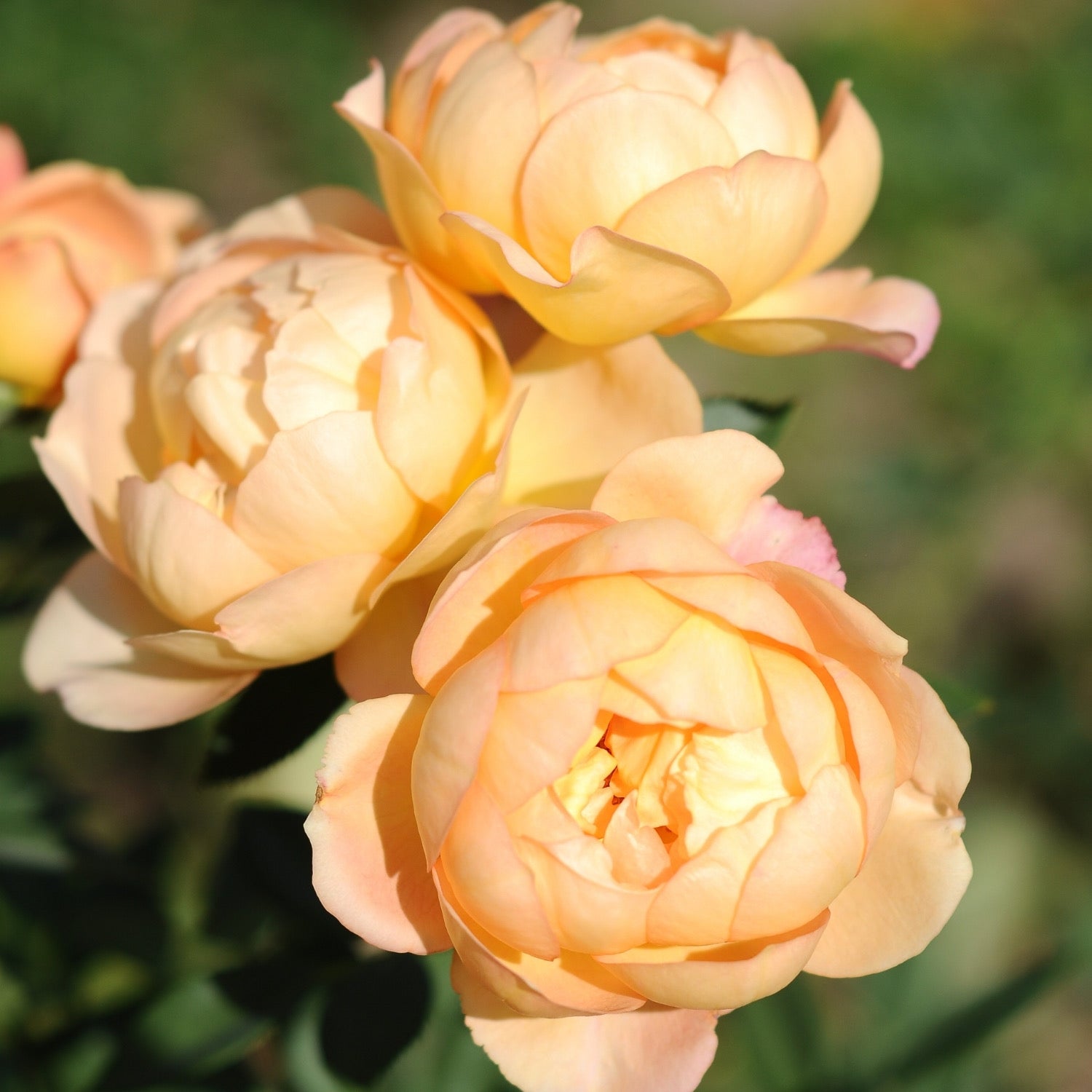 David Austin® Jude the Obscure® Potted Rose Bush