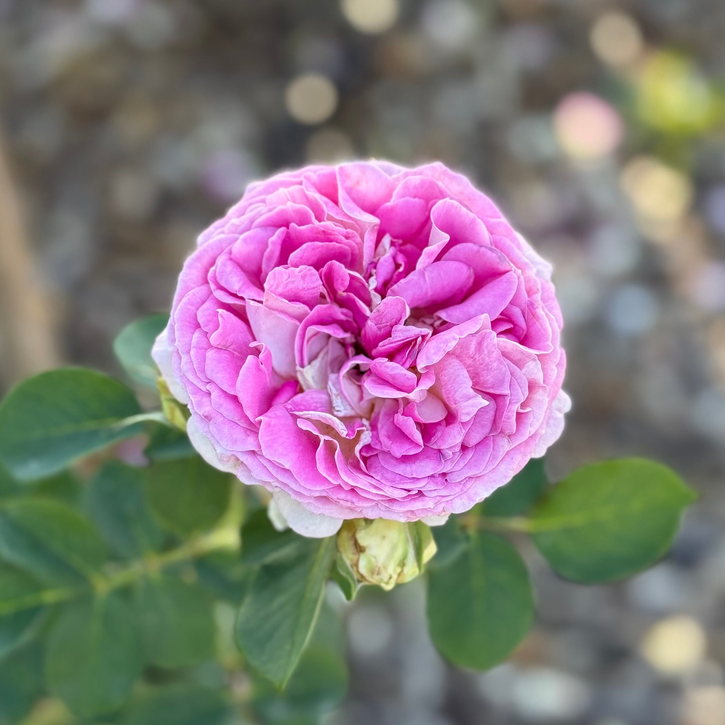 Fashion Forward™ Potted Rose Bush