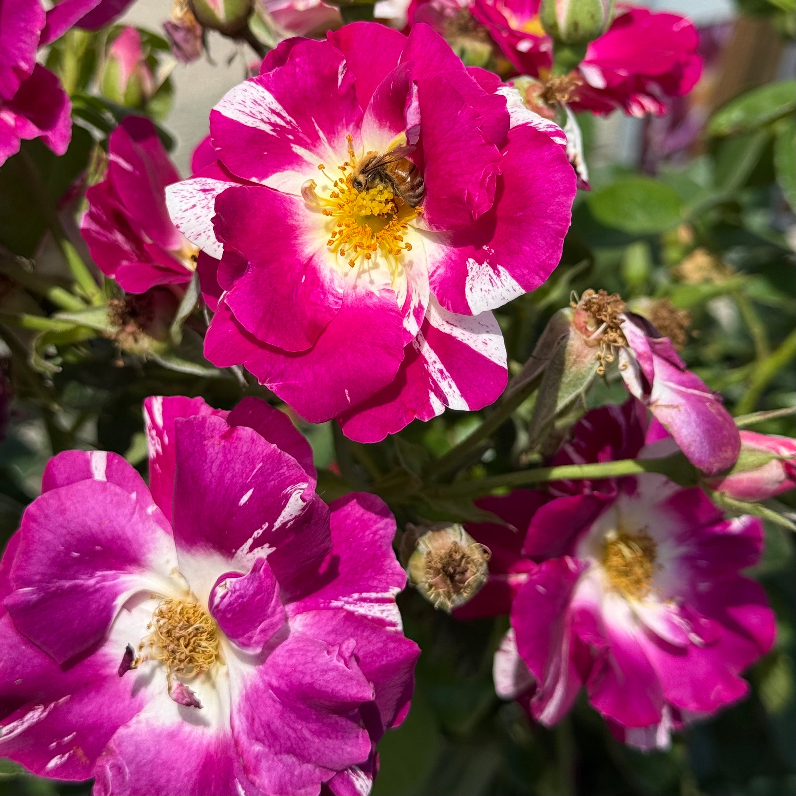 Purple Splash Climbing Rose | Purple Striped Climbing Rose | Grace