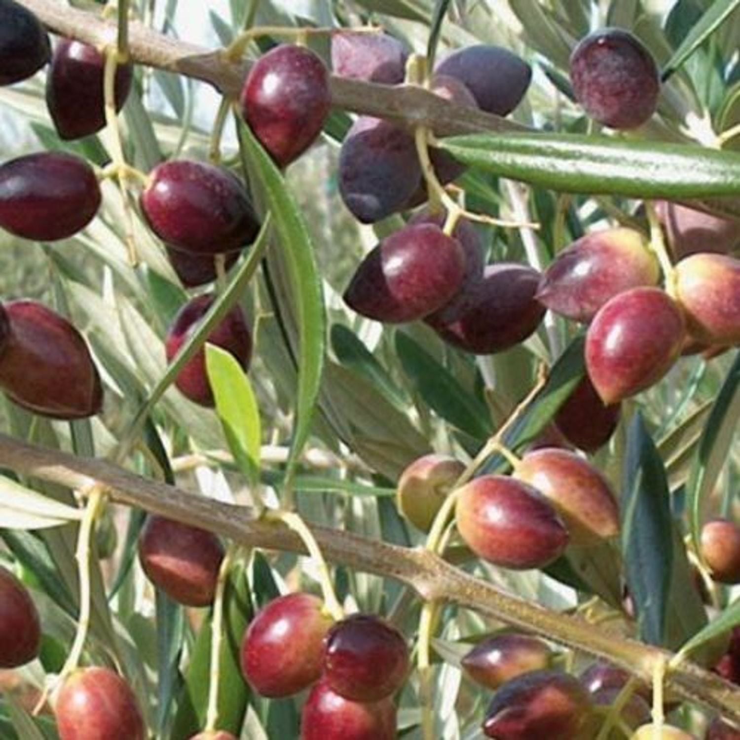 Grace Rose Farm Koroneiki Olive Tree - Thumbnail 2