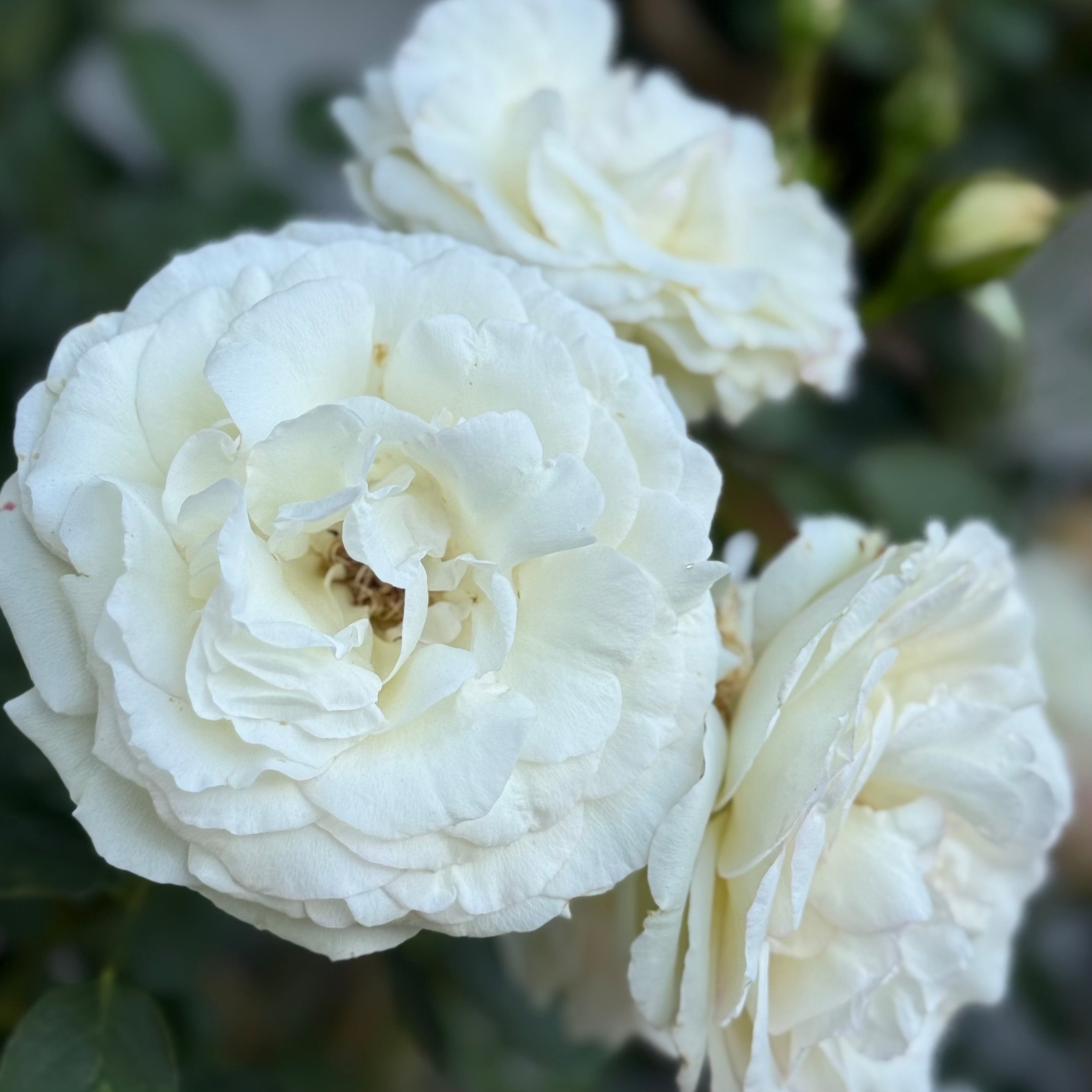 Eden Climber® White Potted Climbing Rose