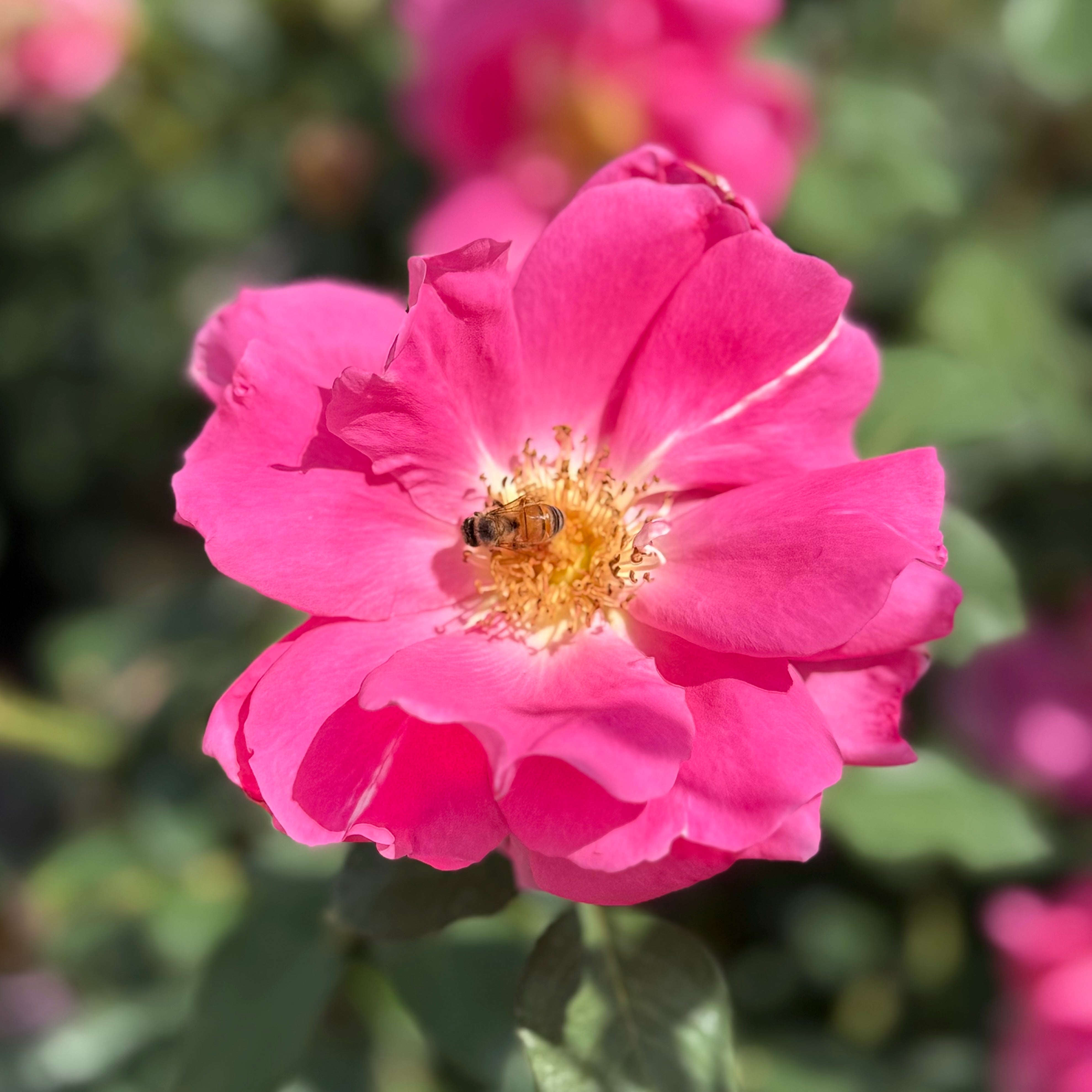 Carefree Wonder™ Potted Rose Bush