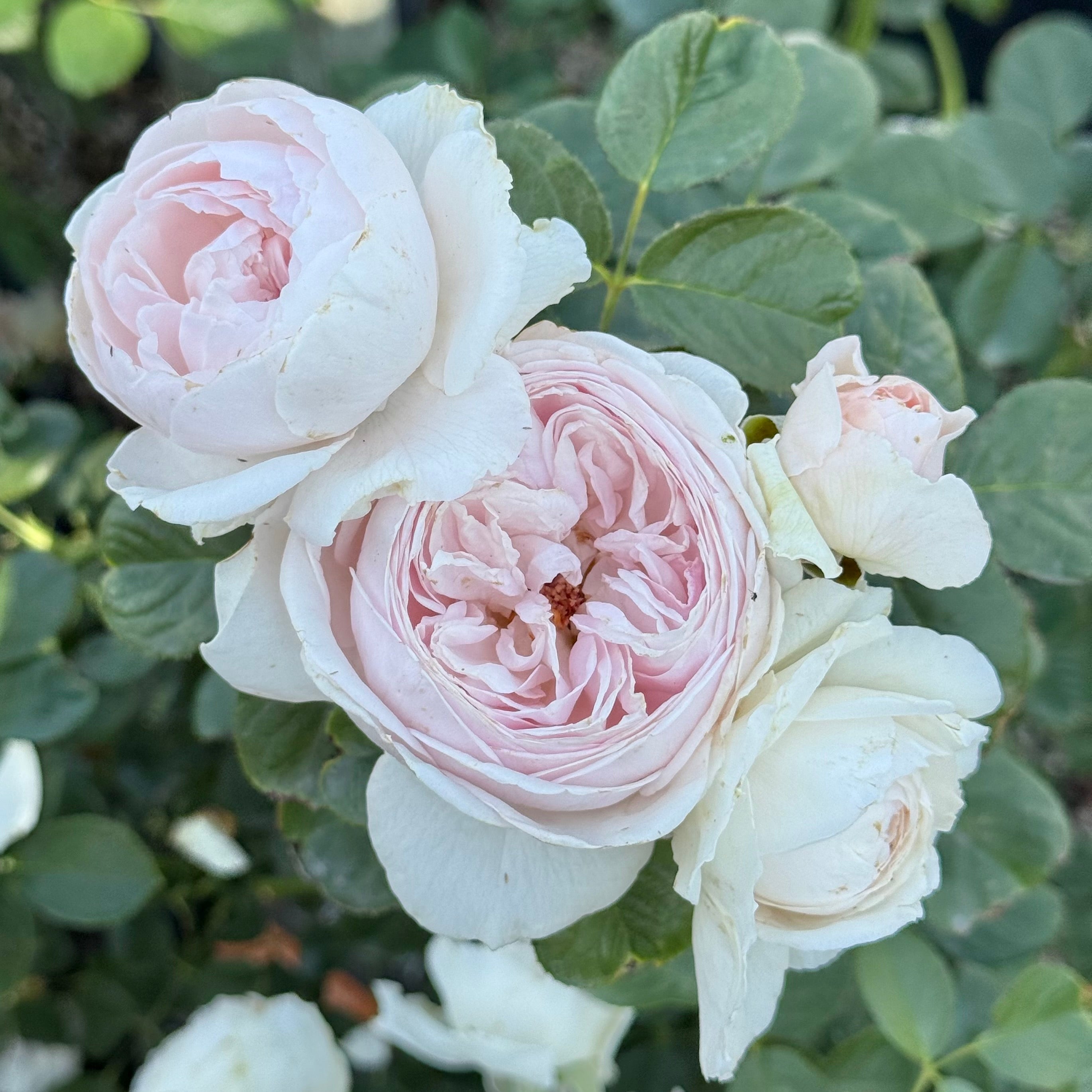 Parfuma® Earth Angel™ Potted Rose Bush