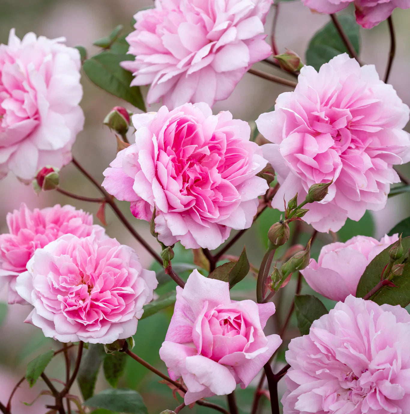 David Austin Roses Mary Delany - Thumbnail 2