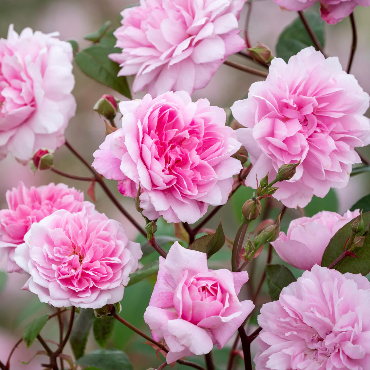 David Austin® Mary Delany® Potted Climbing Rose Bush