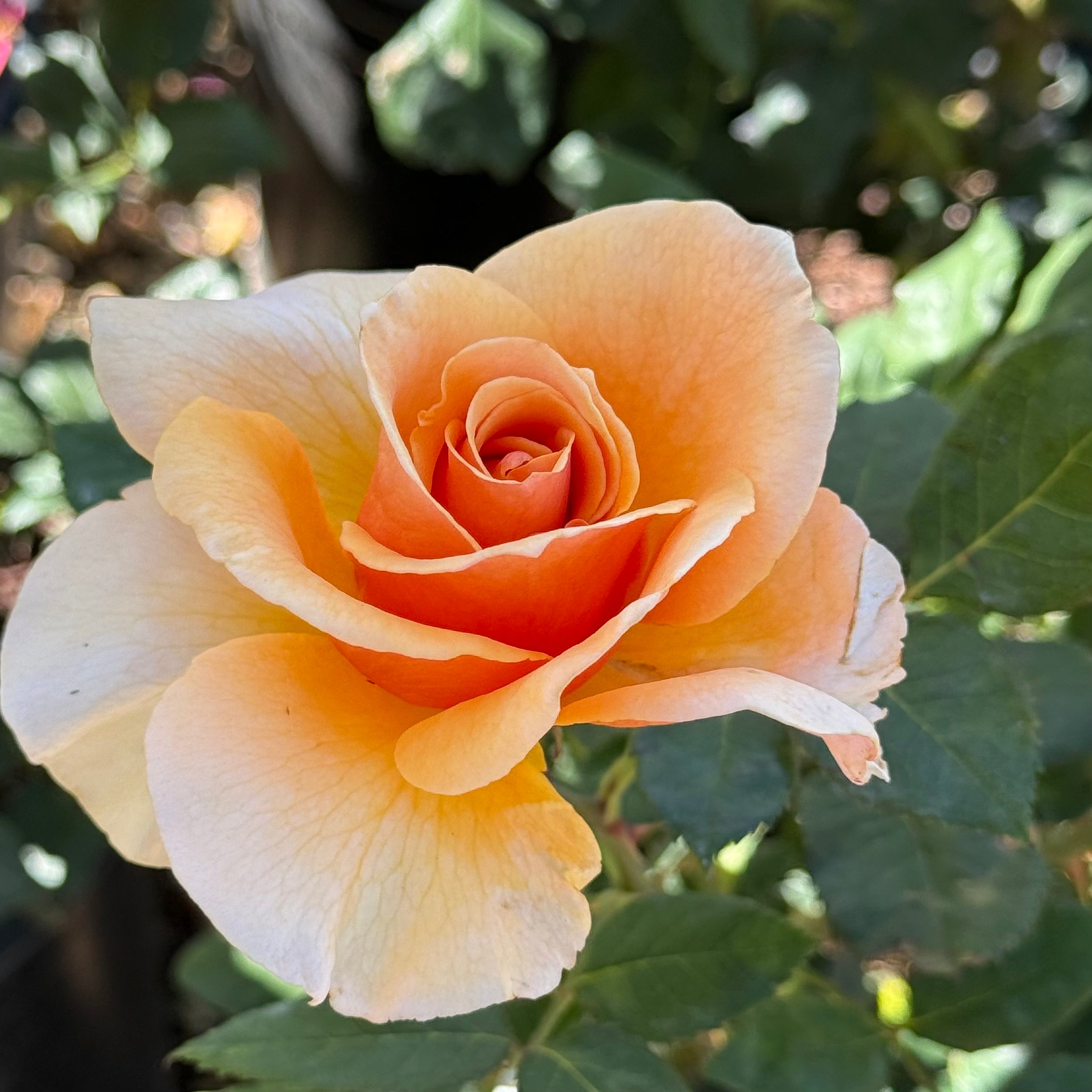 Brandy™ Potted Rose Bush