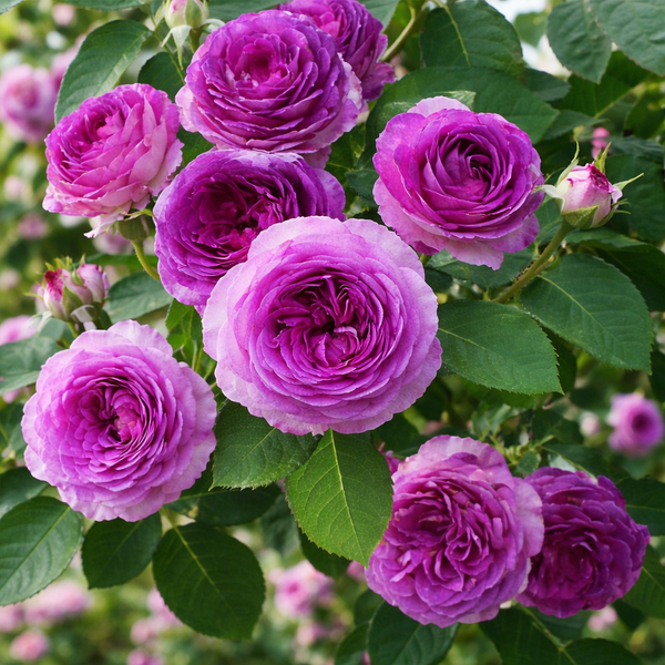 can you plant roses and lavender together Lavender Crush Climbing Rose | Lavender Climbing Rose