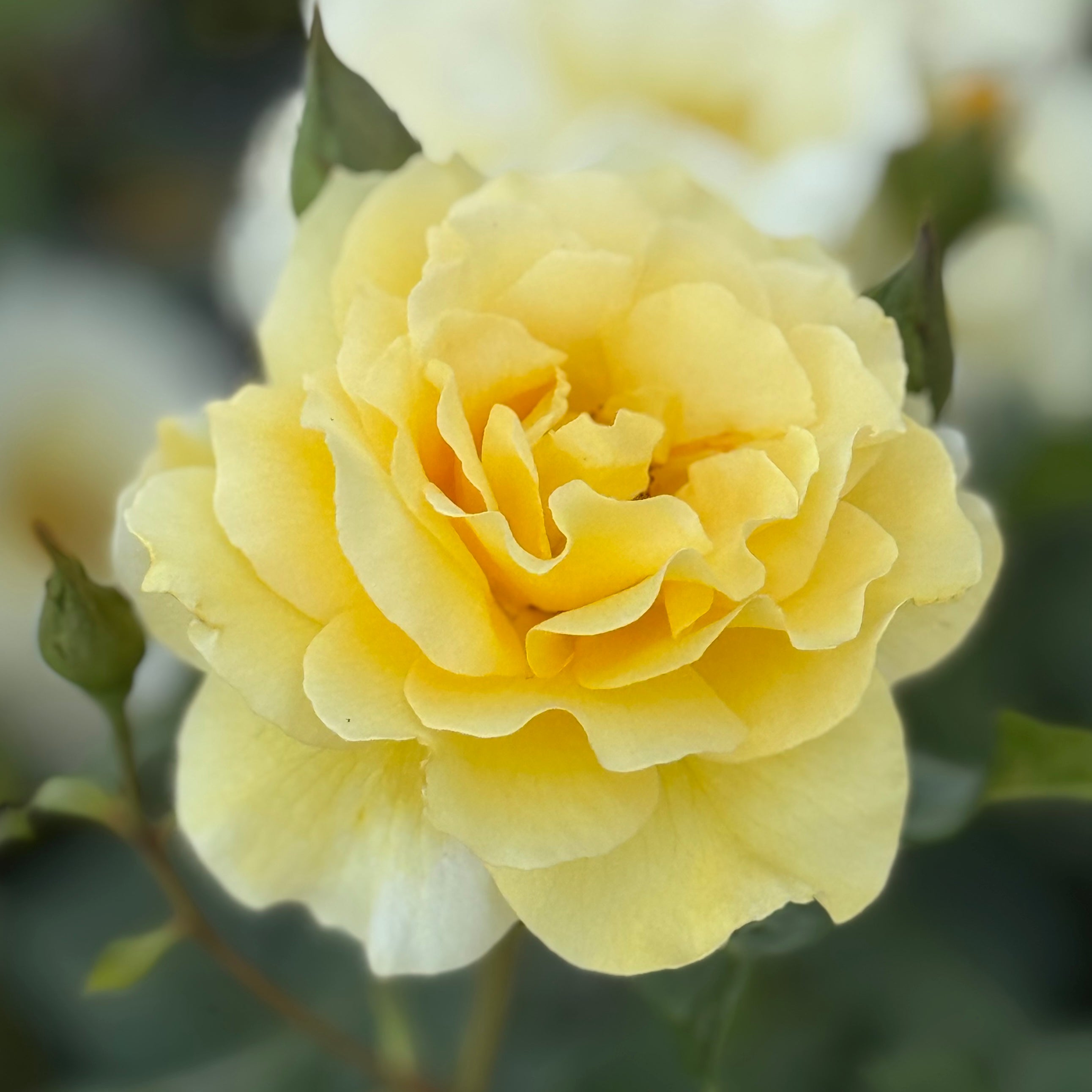 Quest for Zest™ Potted Tree Rose